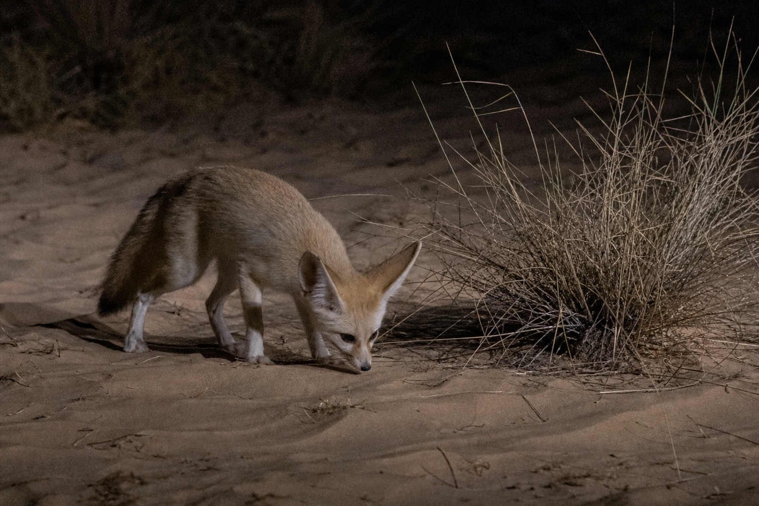 Fennec Fox - Conservation Photography
