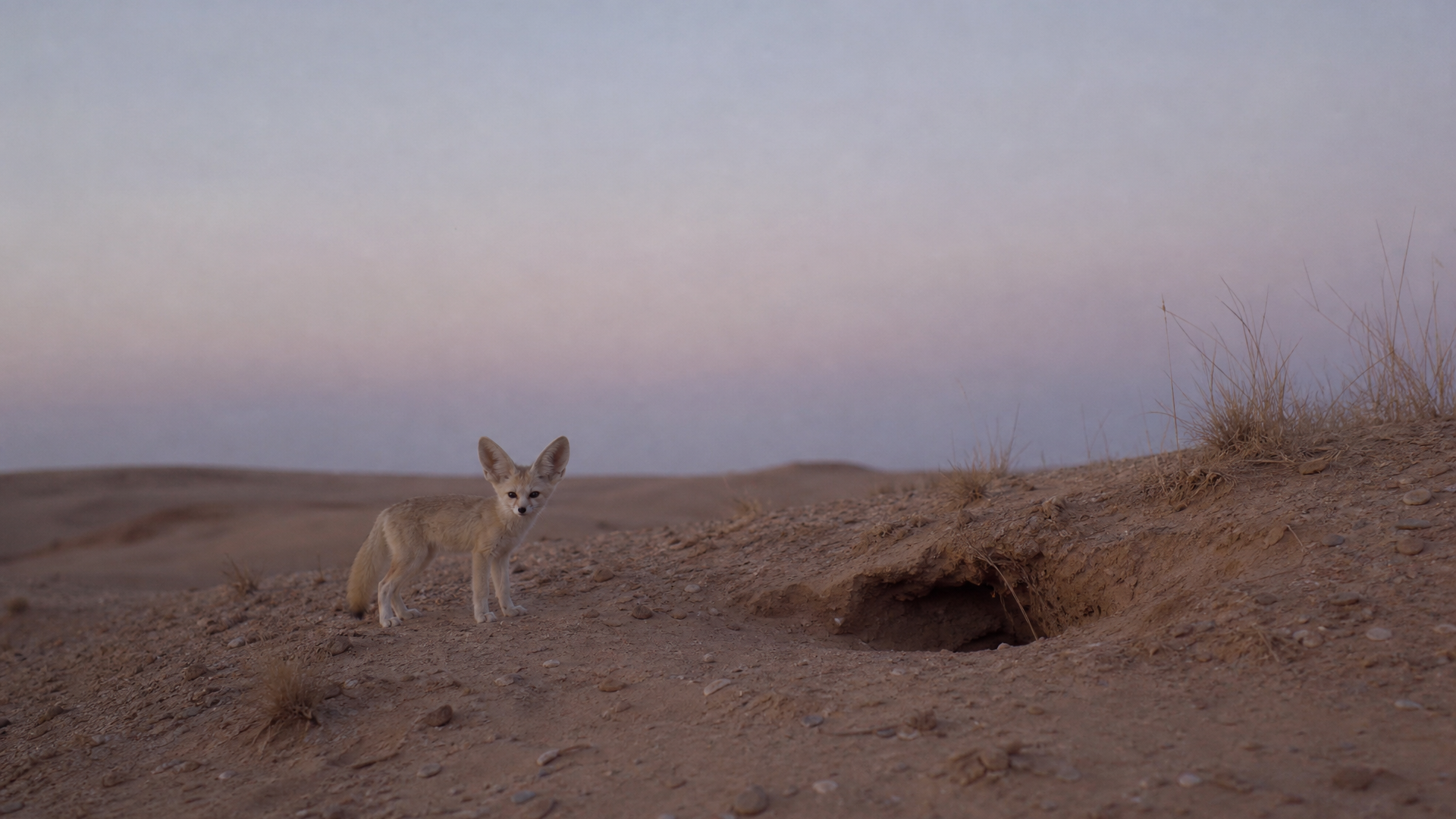 Fennec Fox - Poster still
