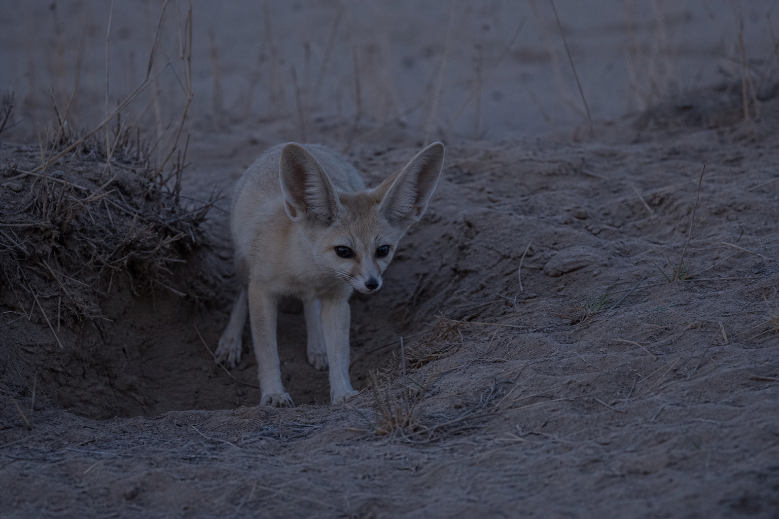Fennec Fox