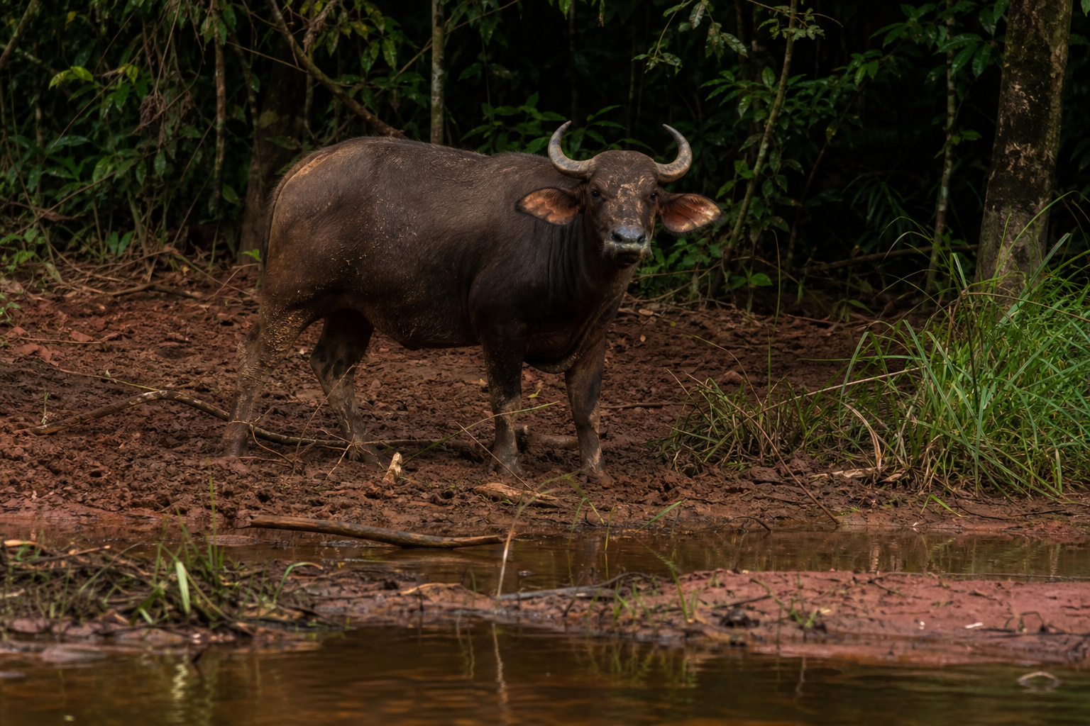 Forest Buffalo - Conservation Photography