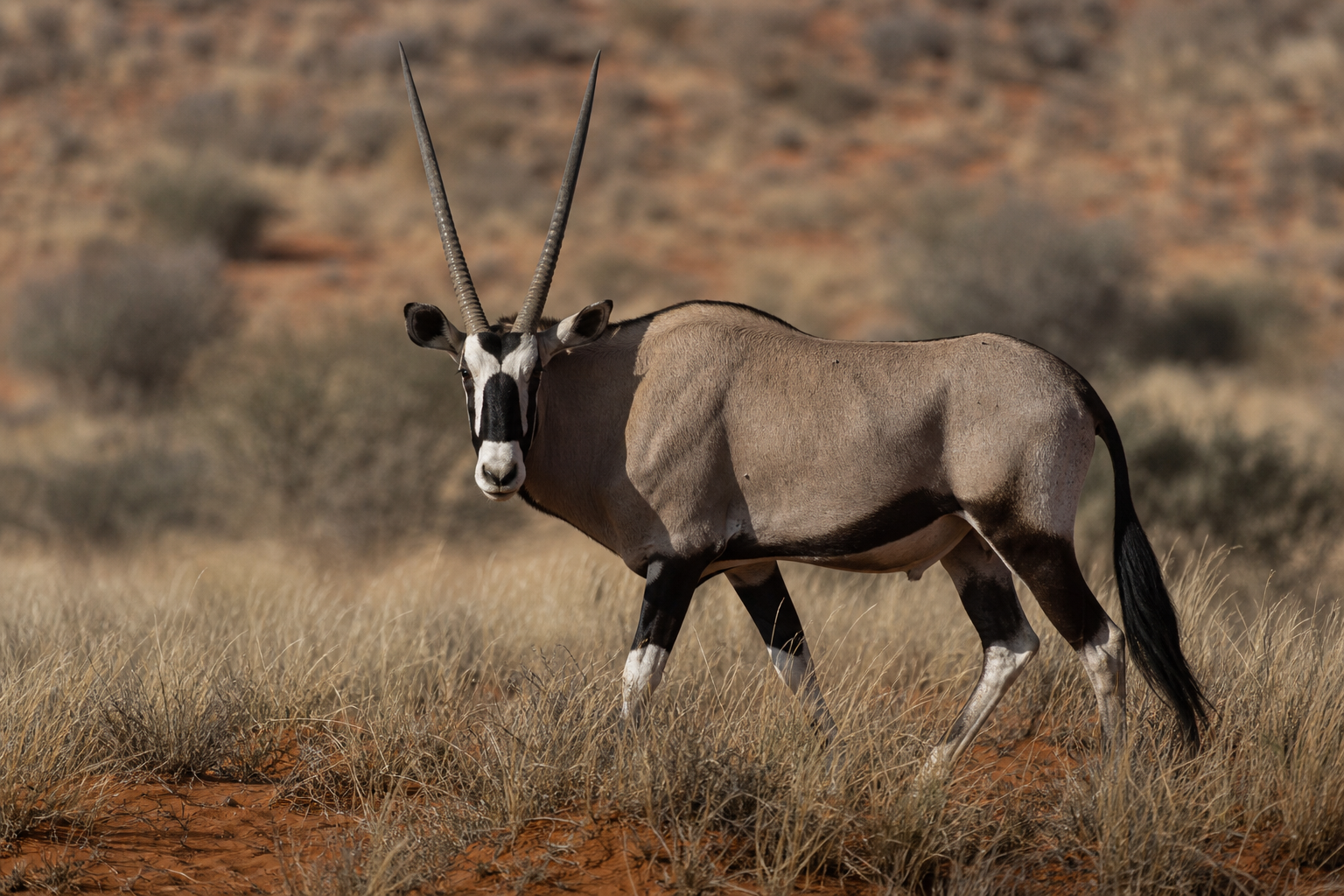 Gemsbok - Conservation Photography