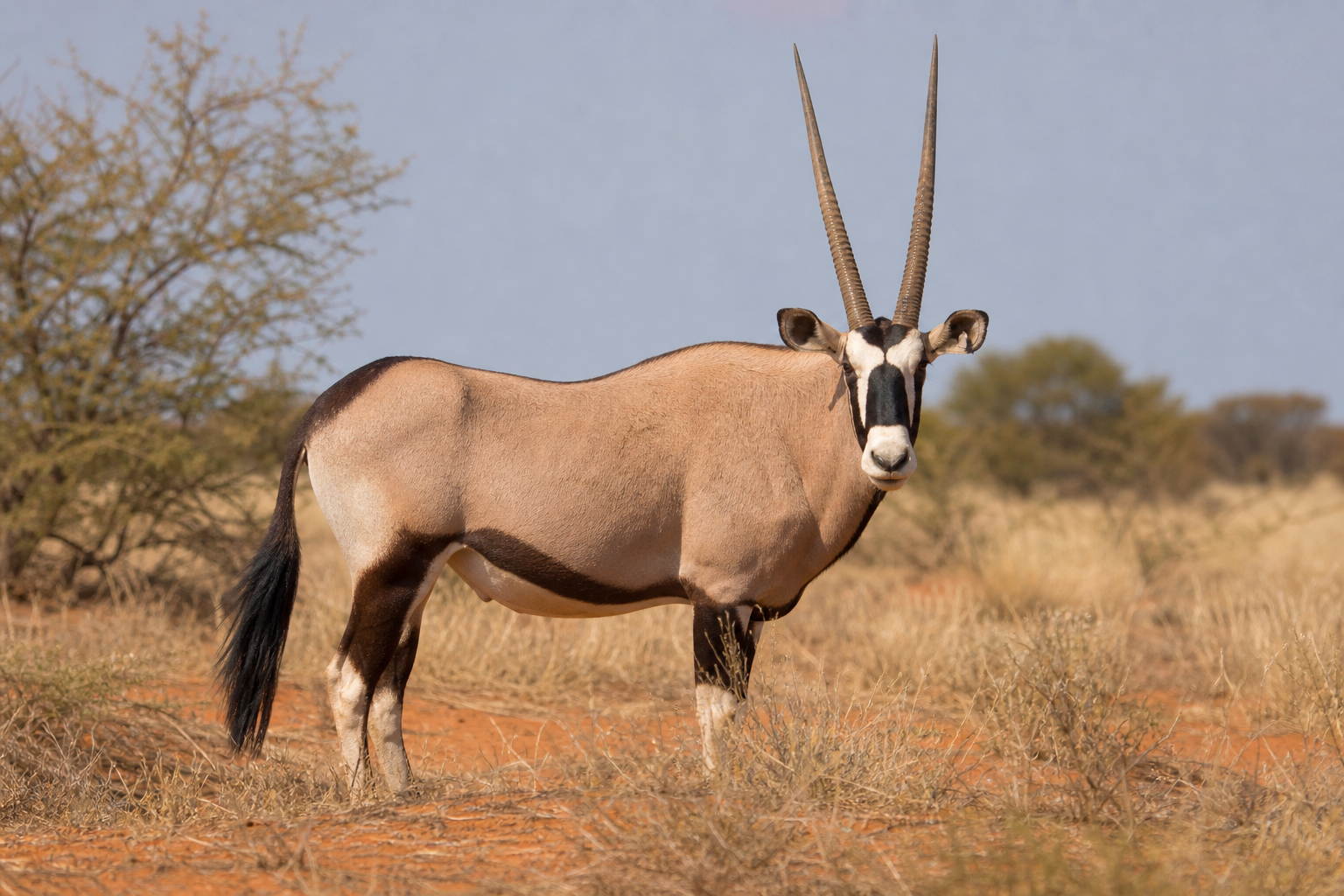 Gemsbok