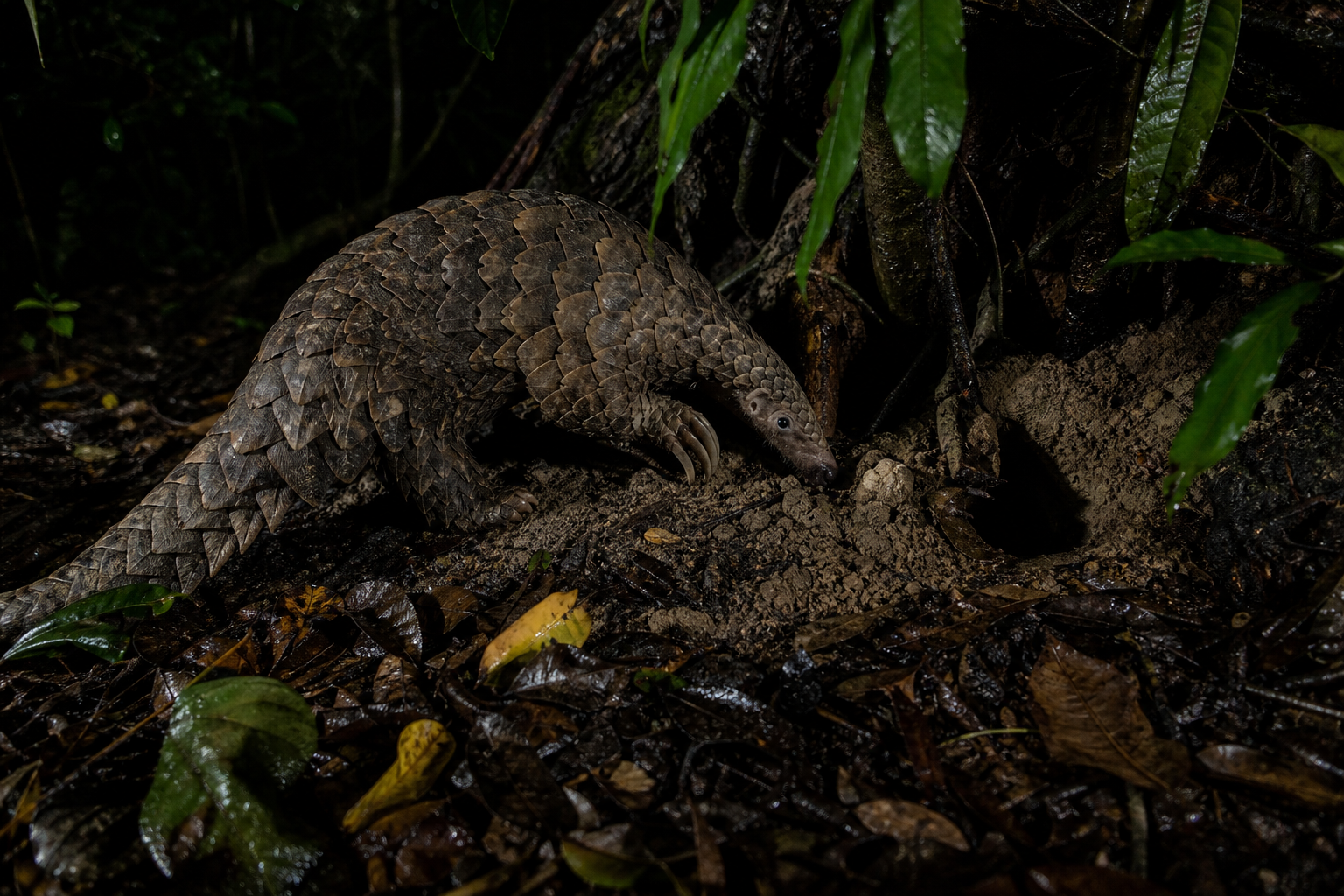 Giant Pangolin - Conservation Photography