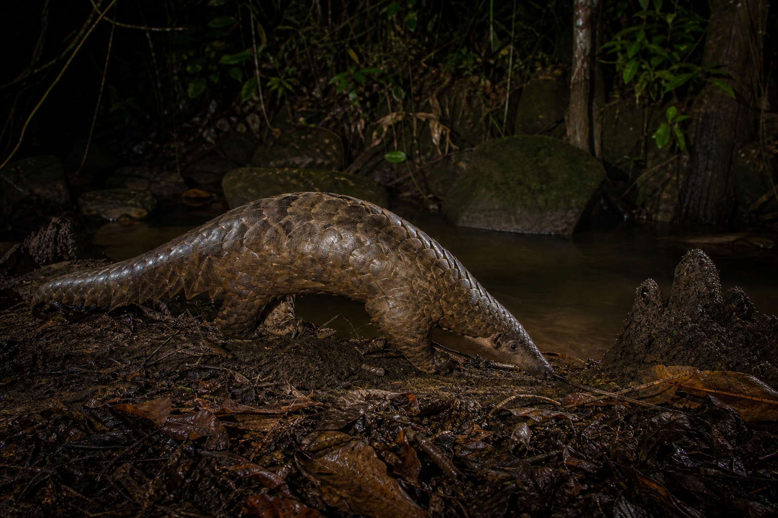 Giant Pangolin