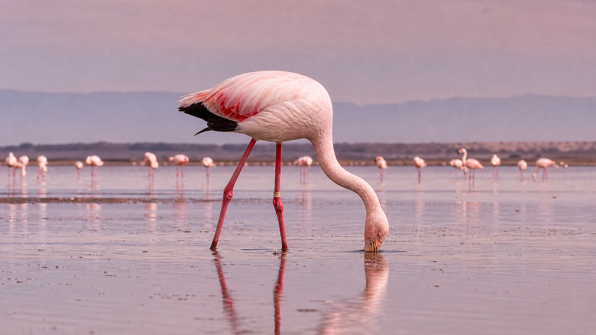 Greater Flamingo - Poster still