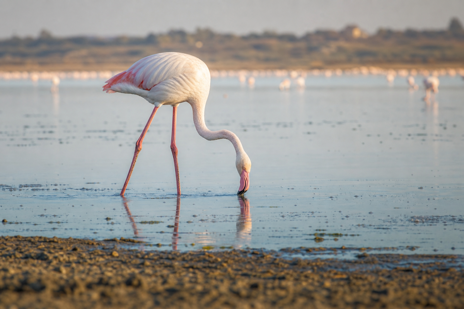 Greater Flamingo