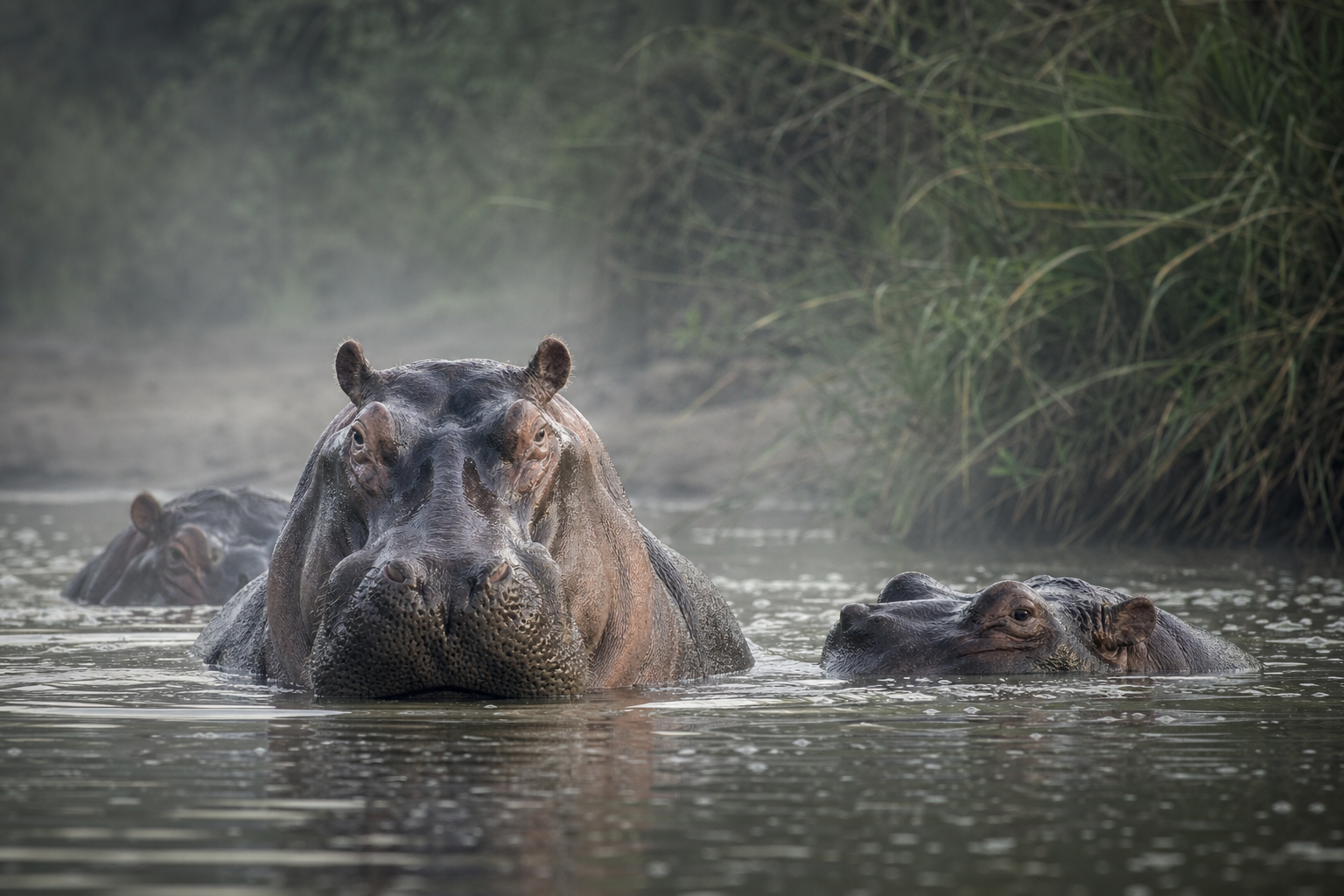 Hippopotamus - Conservation Photography