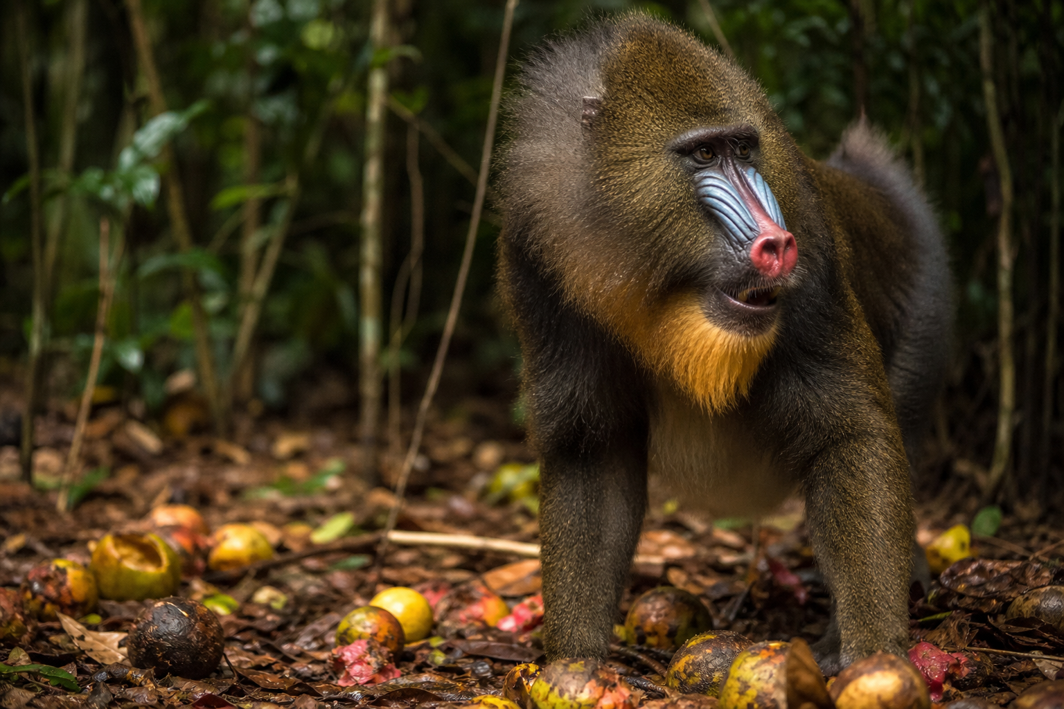 Mandrill - Conservation Photography