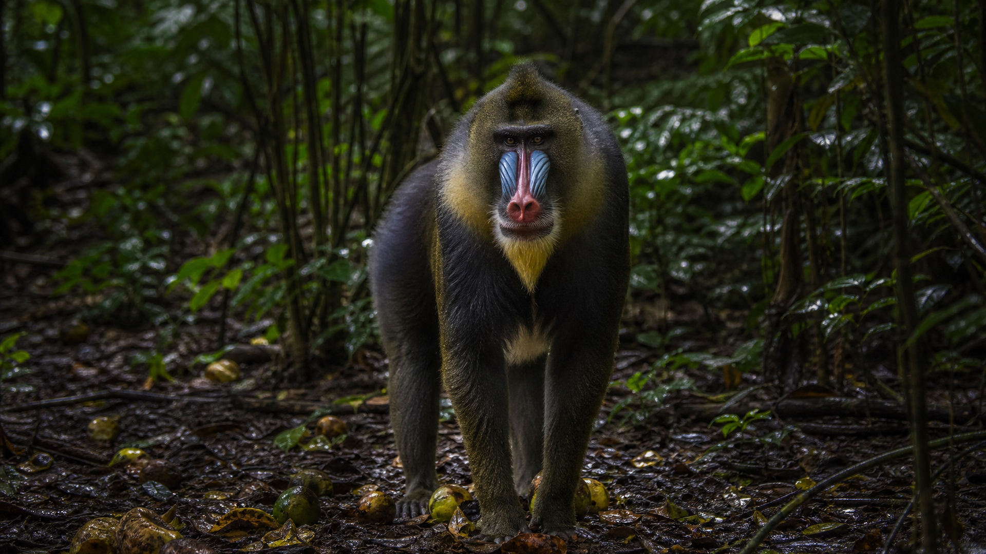 Mandrill - Poster still
