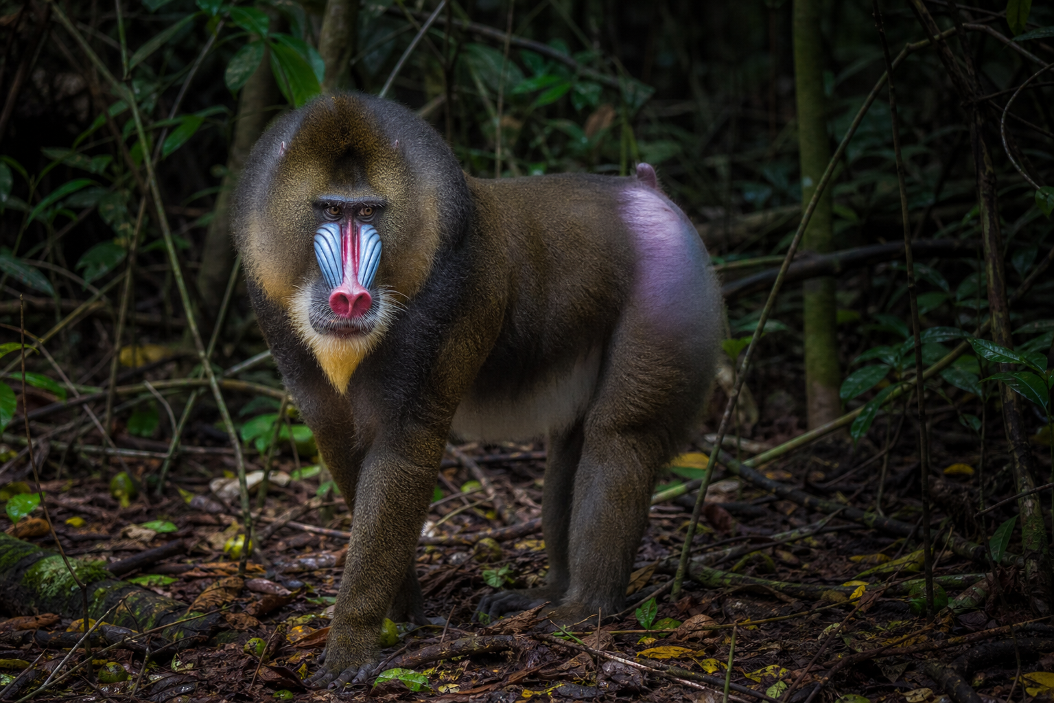 Mandrill