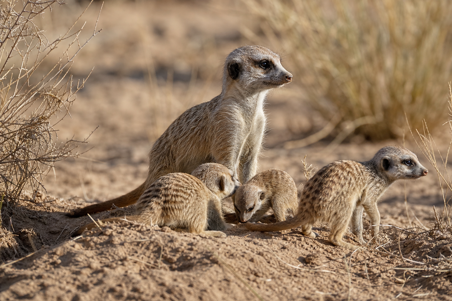 Meerkat - Conservation Photography