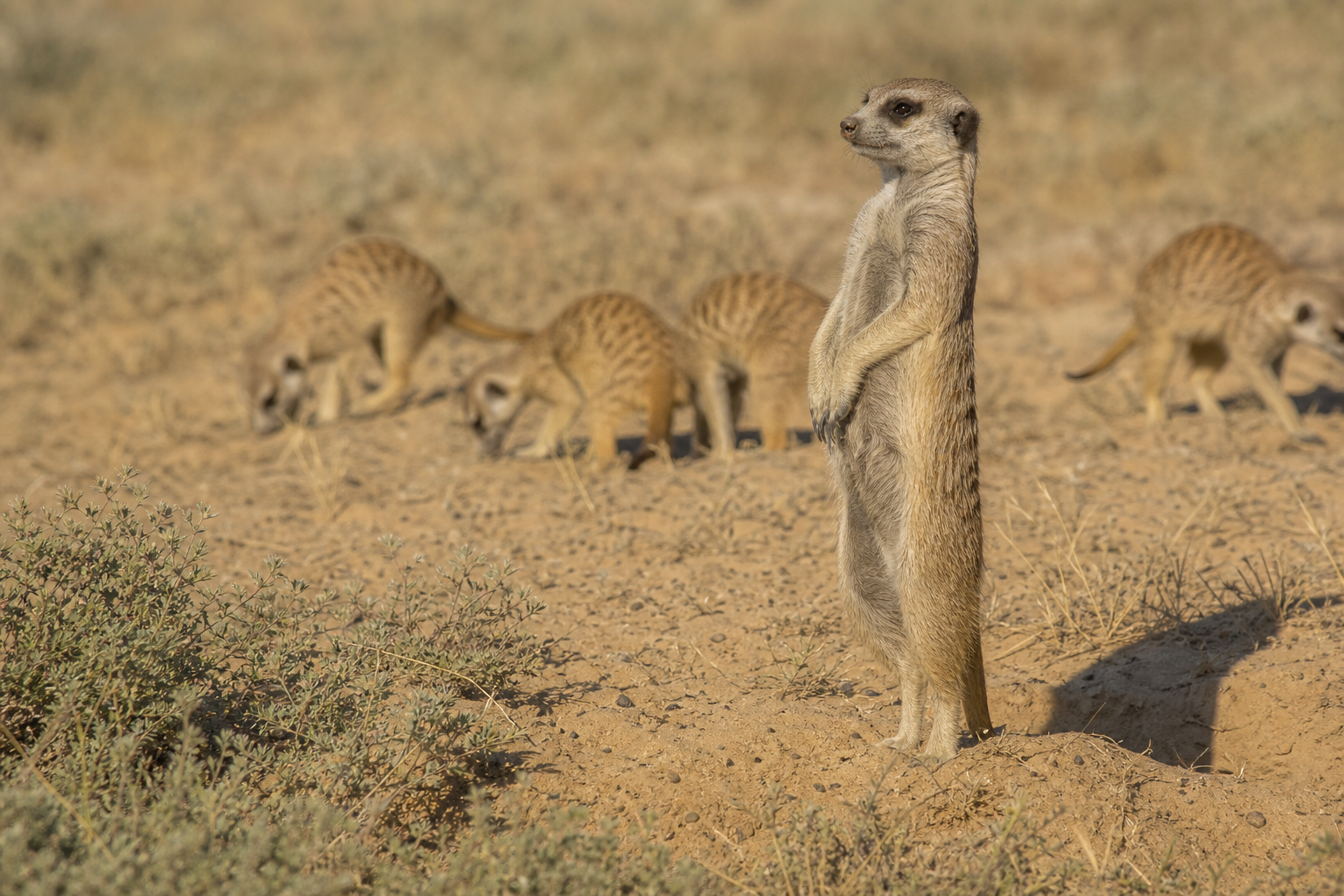 Meerkat