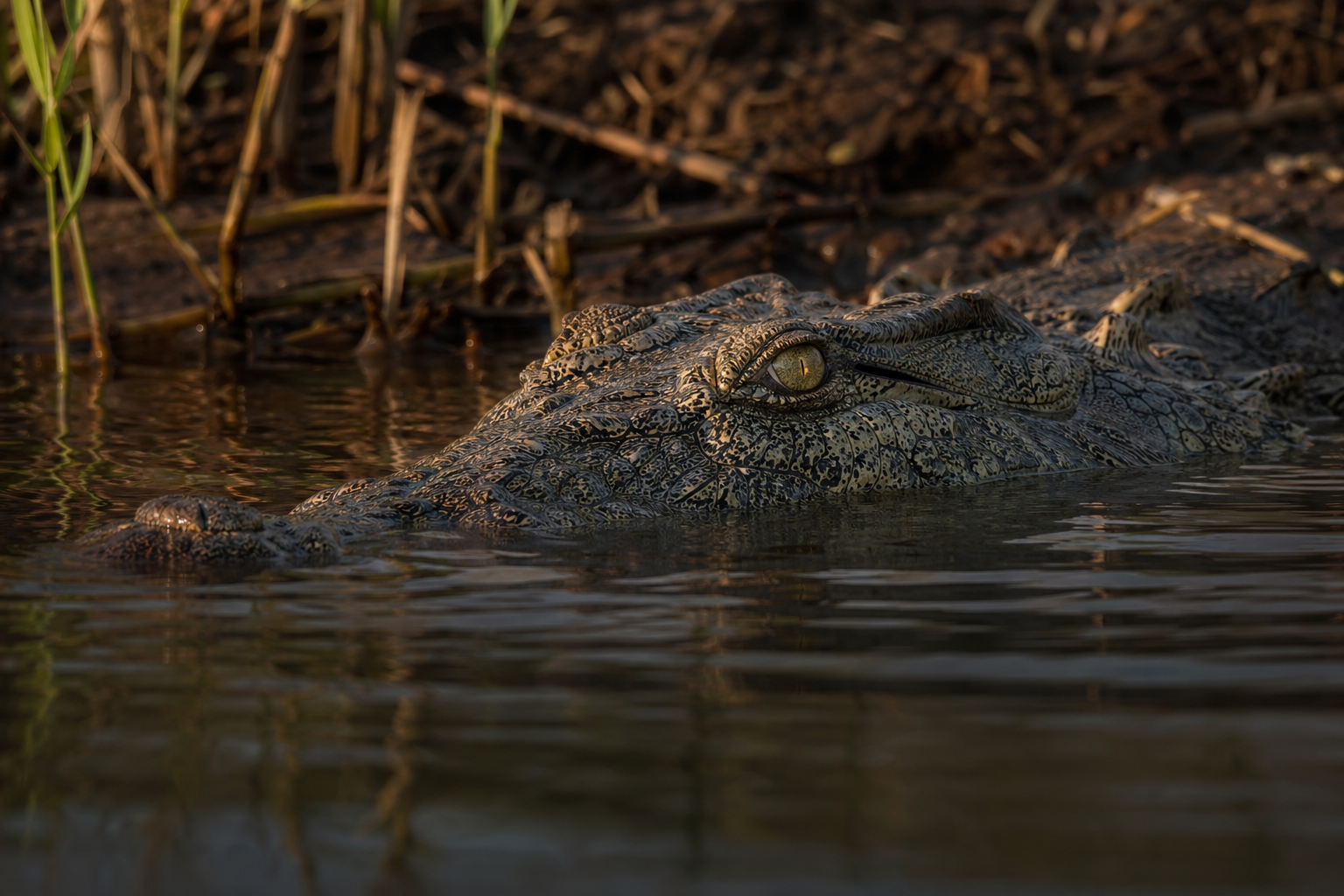 Nile Crocodile - Conservation Photography