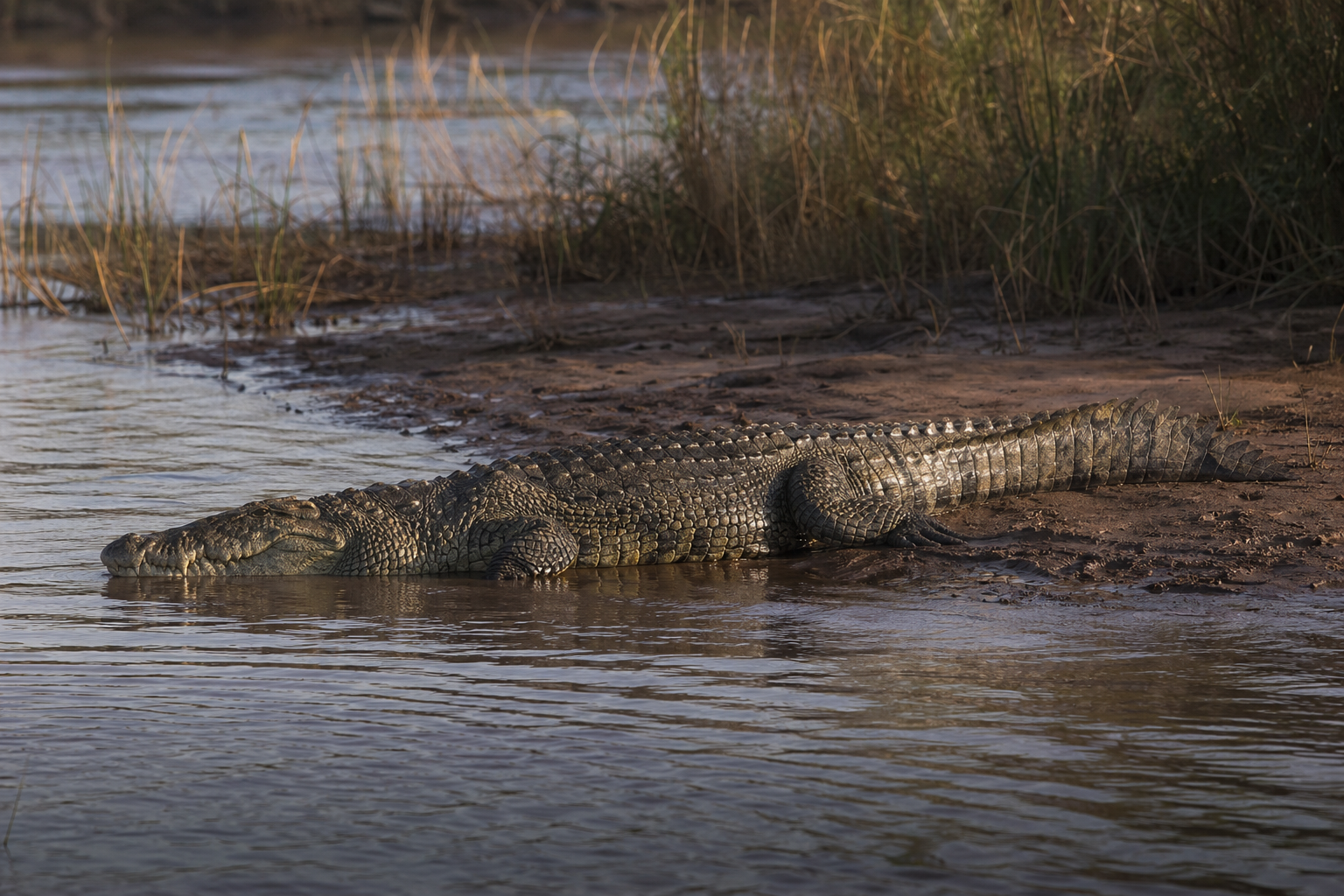 Nile Crocodile