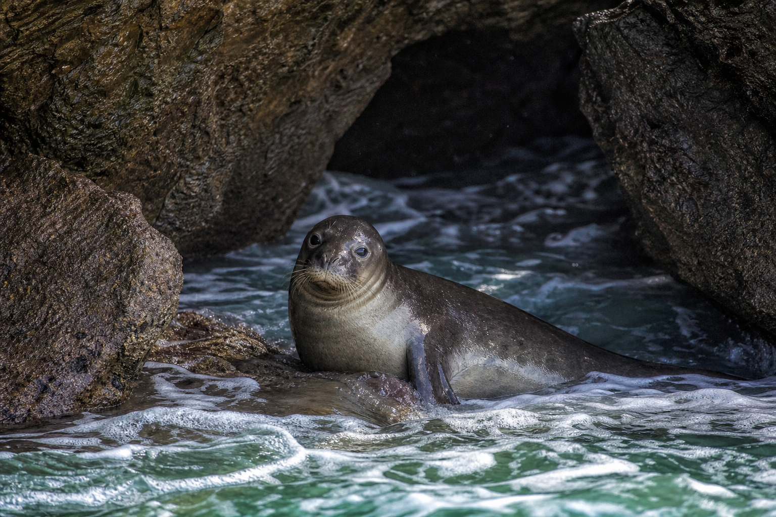 Mediterranean Monk Seal