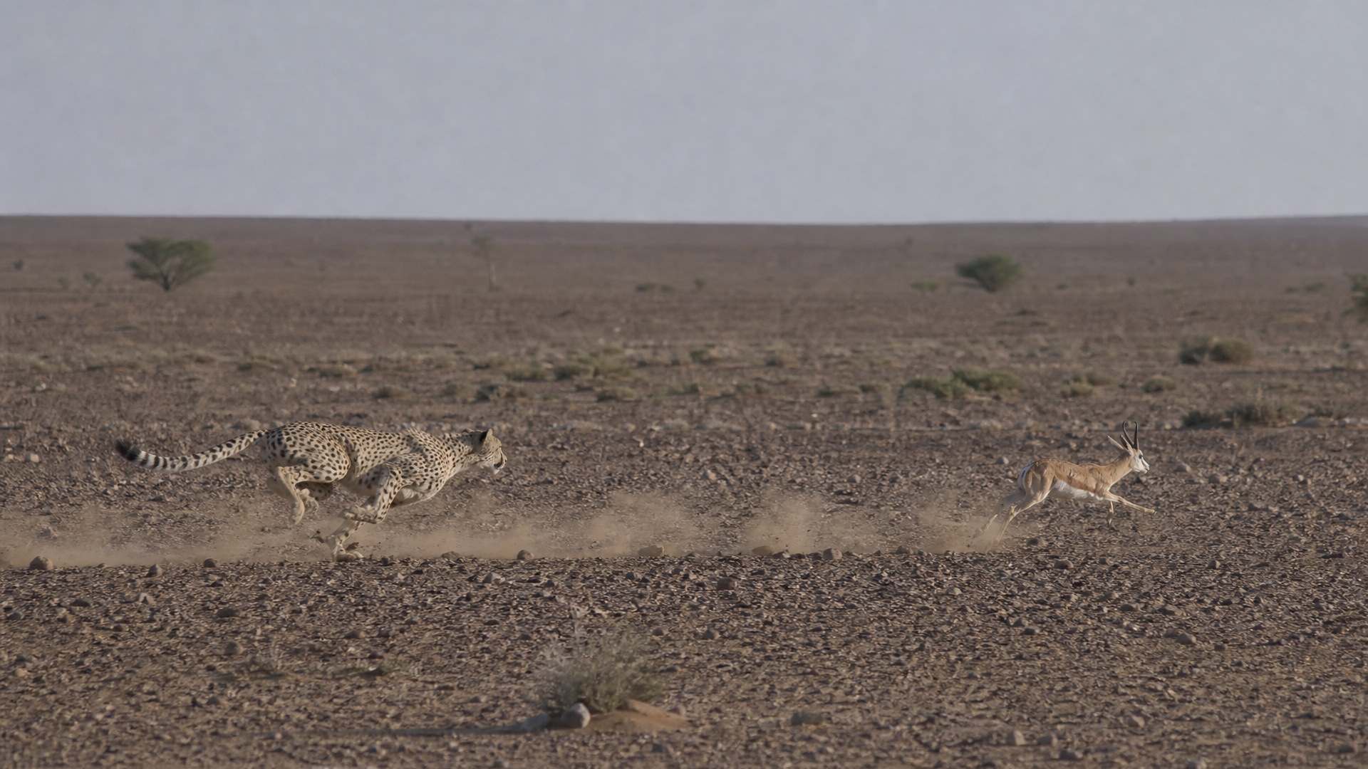 Northwest African Cheetah (Saharan Cheetah) - Poster still