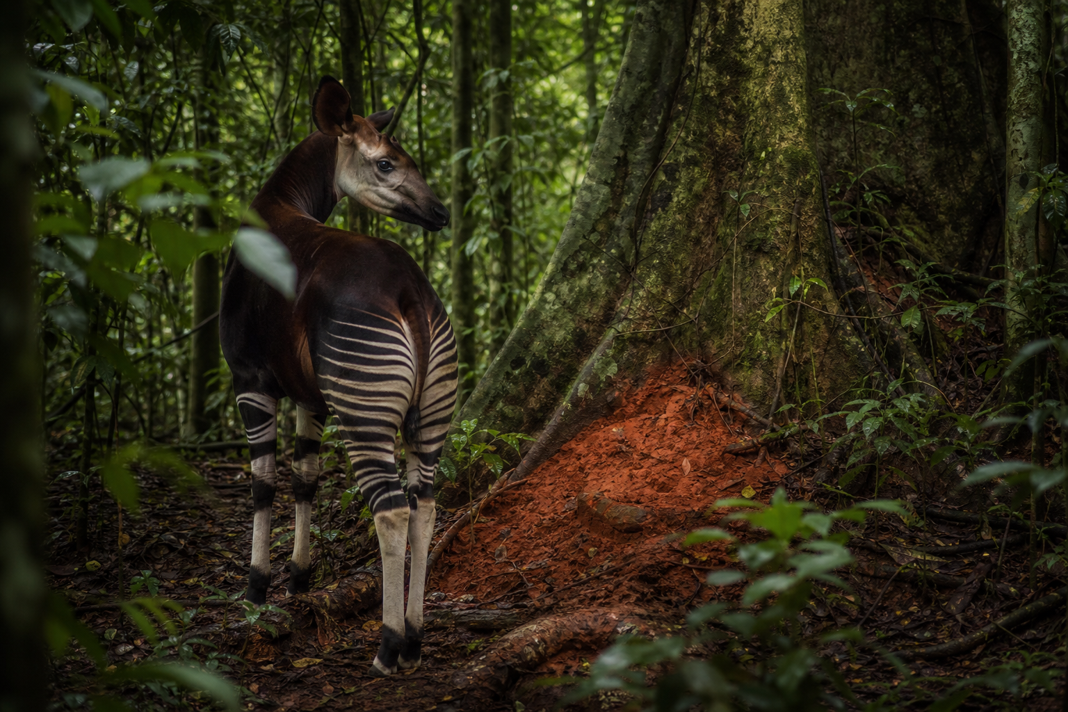 Okapi - Conservation Photography