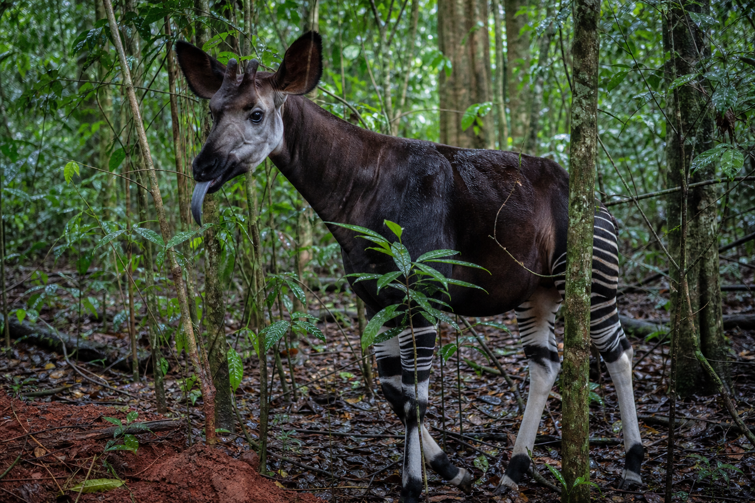Okapi