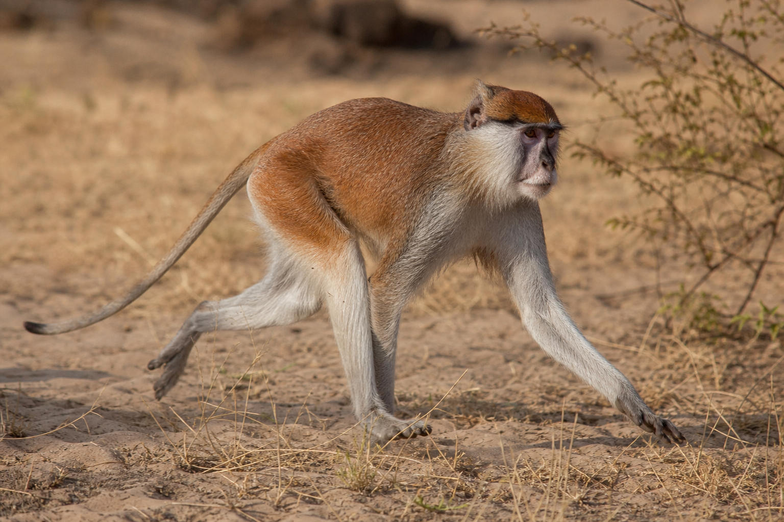 Patas Monkey - Conservation Photography