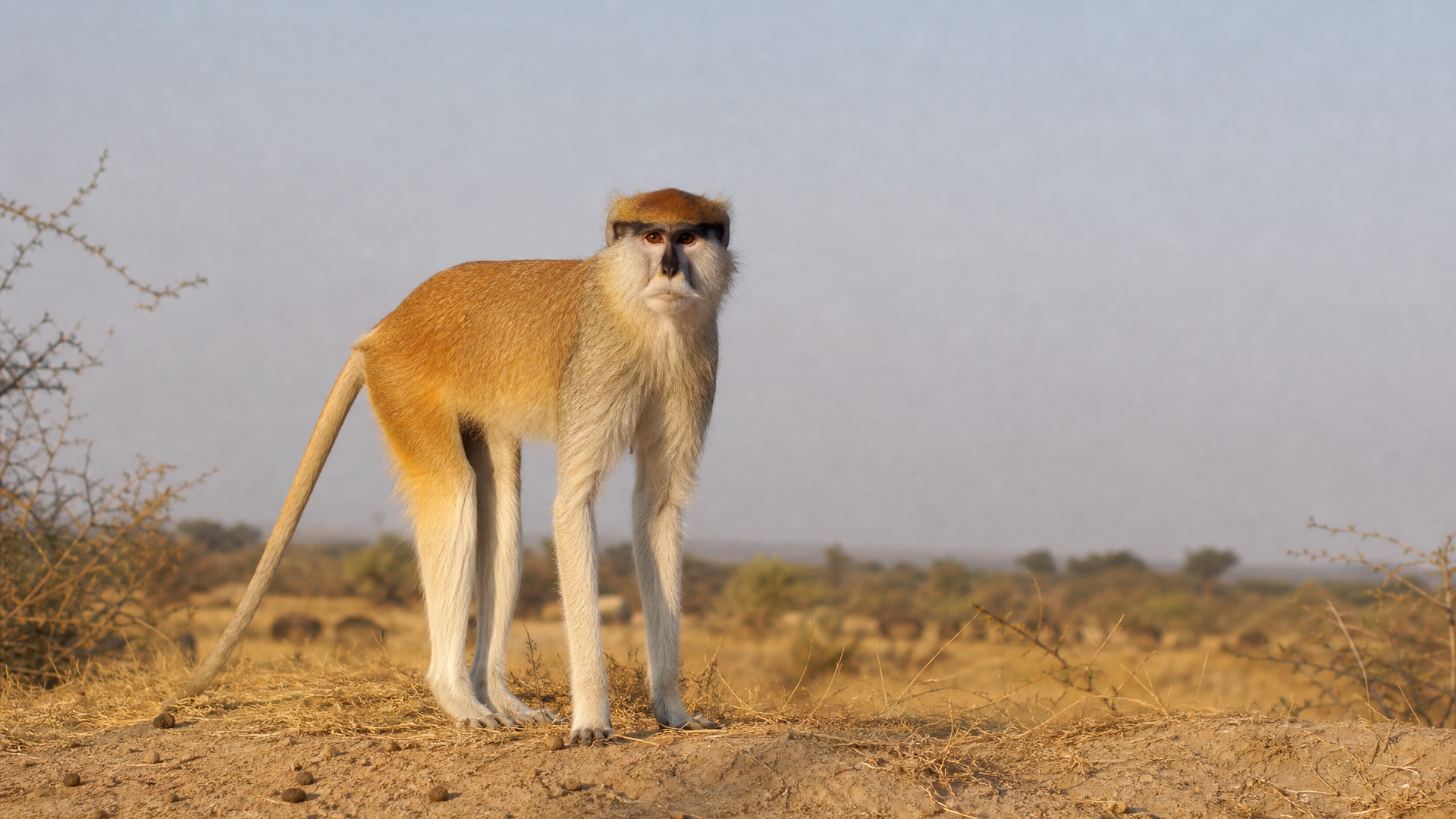 Patas Monkey - Poster still