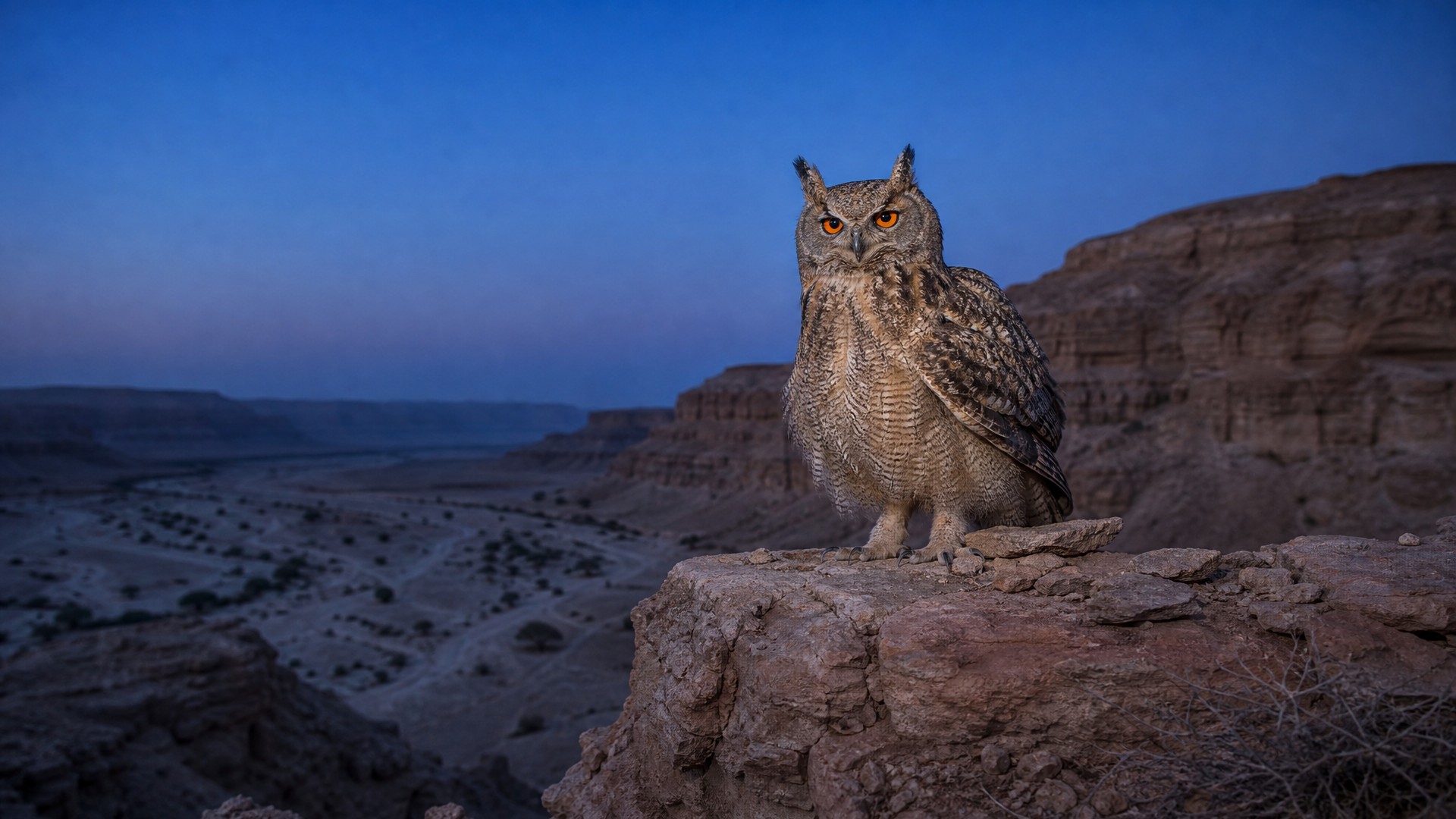 Pharaoh Eagle-Owl - Poster still
