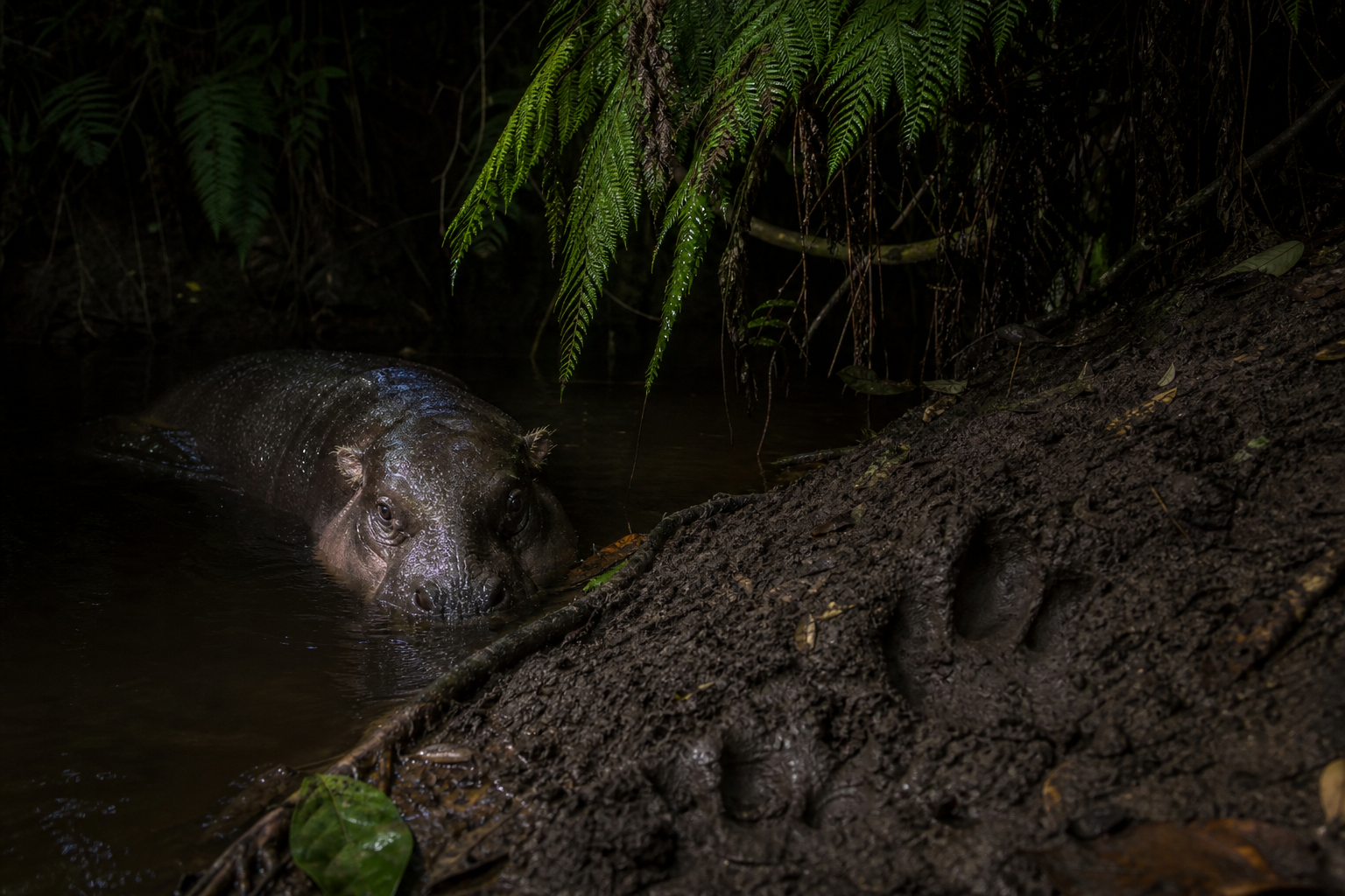 Pygmy Hippopotamus - Conservation Photography