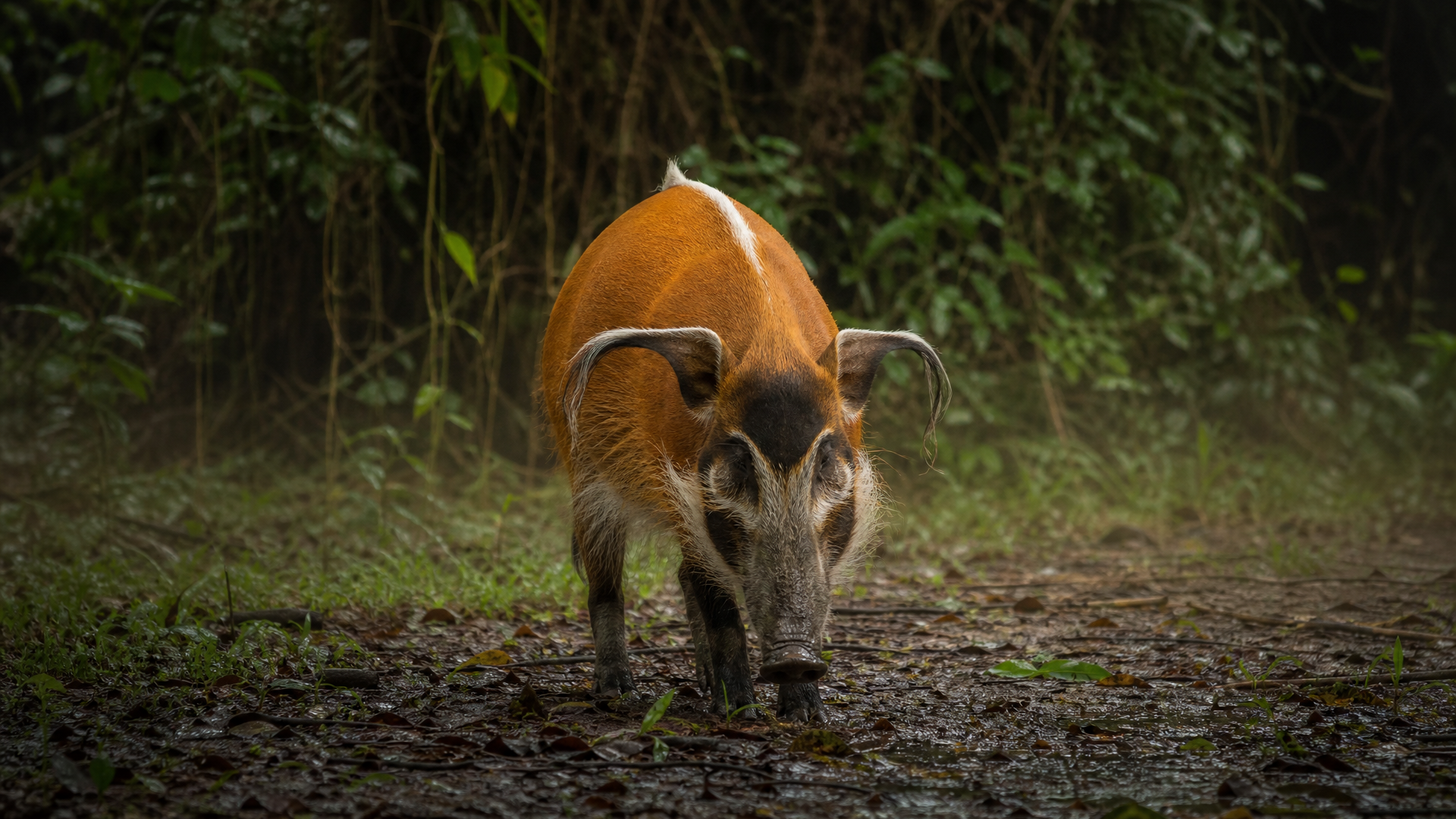 Red River Hog - Poster still