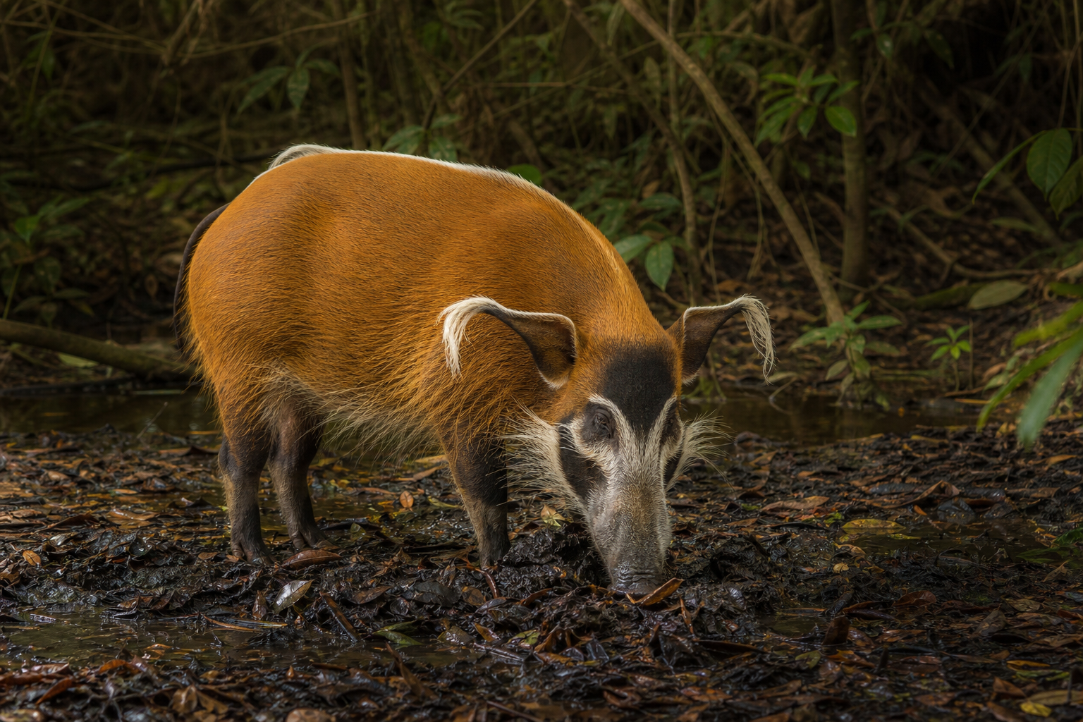 Red River Hog