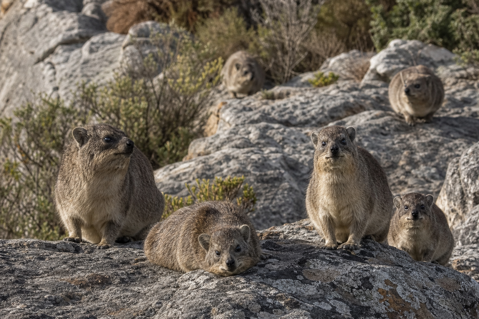 Rock Hyrax - Conservation Photography