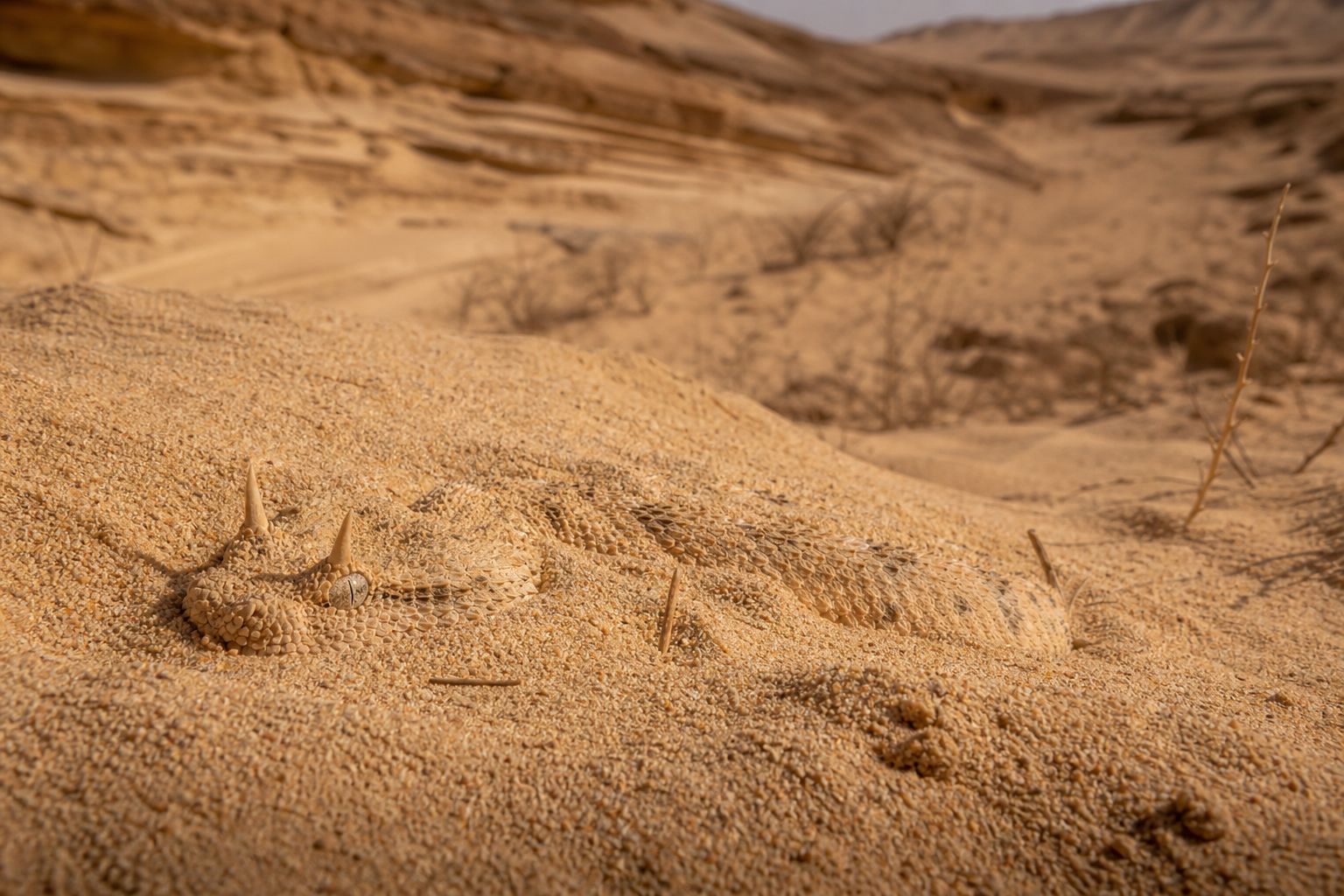 Saharan Horned Viper - Conservation Photography