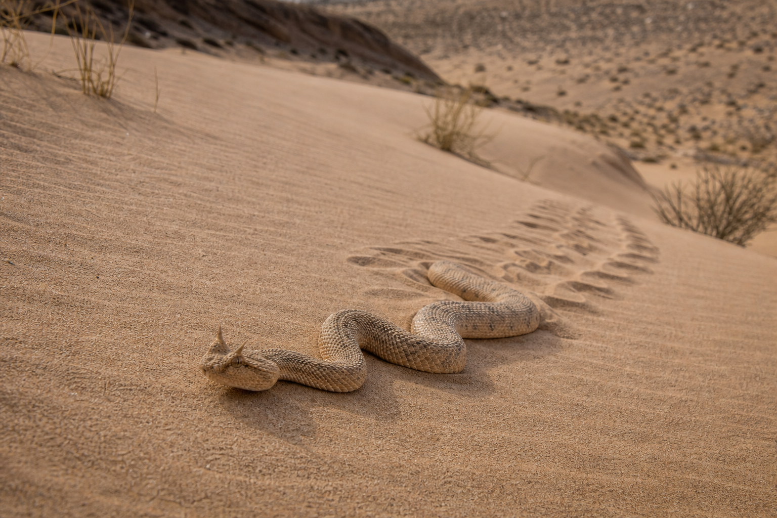 Saharan Horned Viper