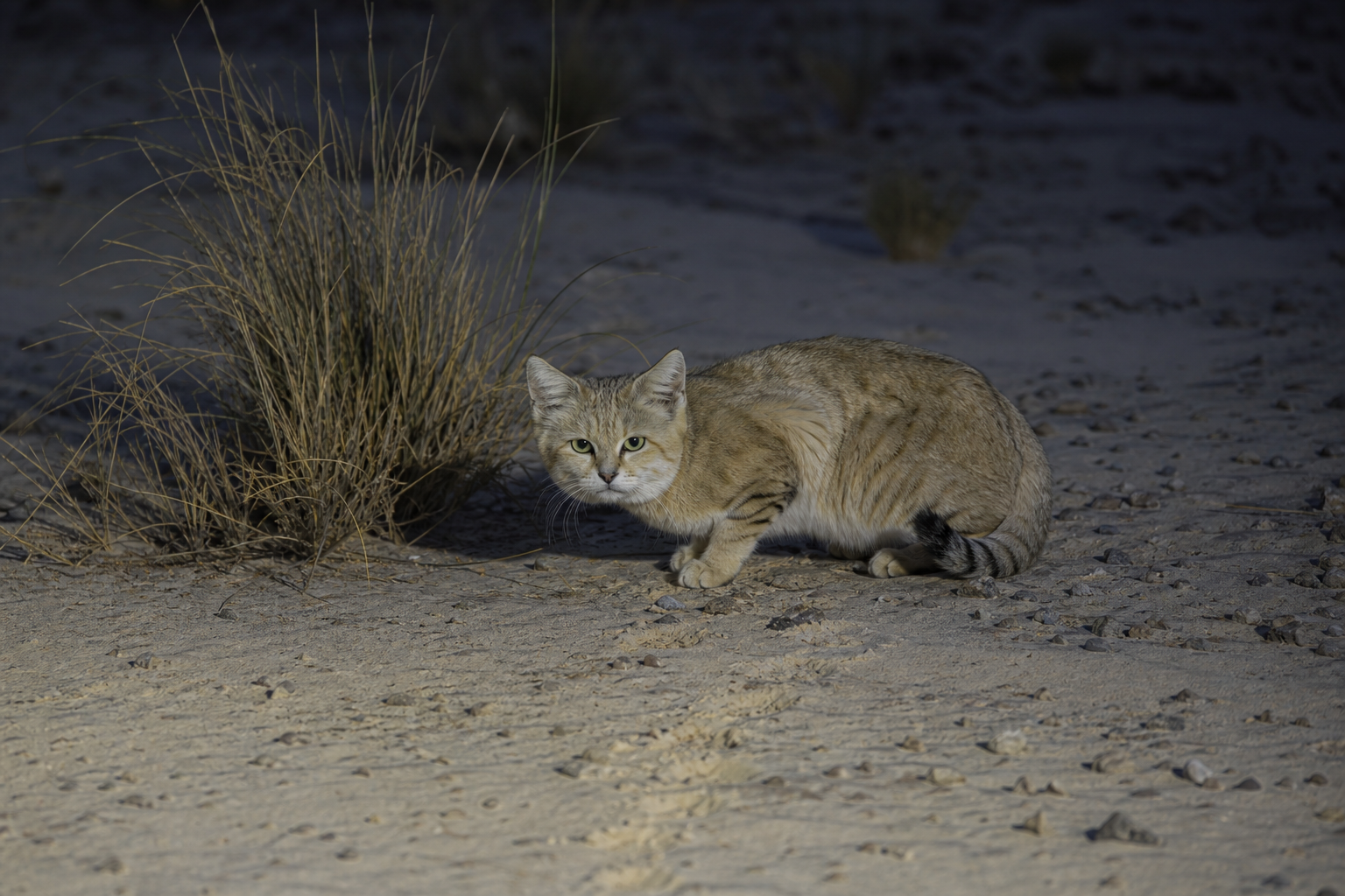 Sand Cat