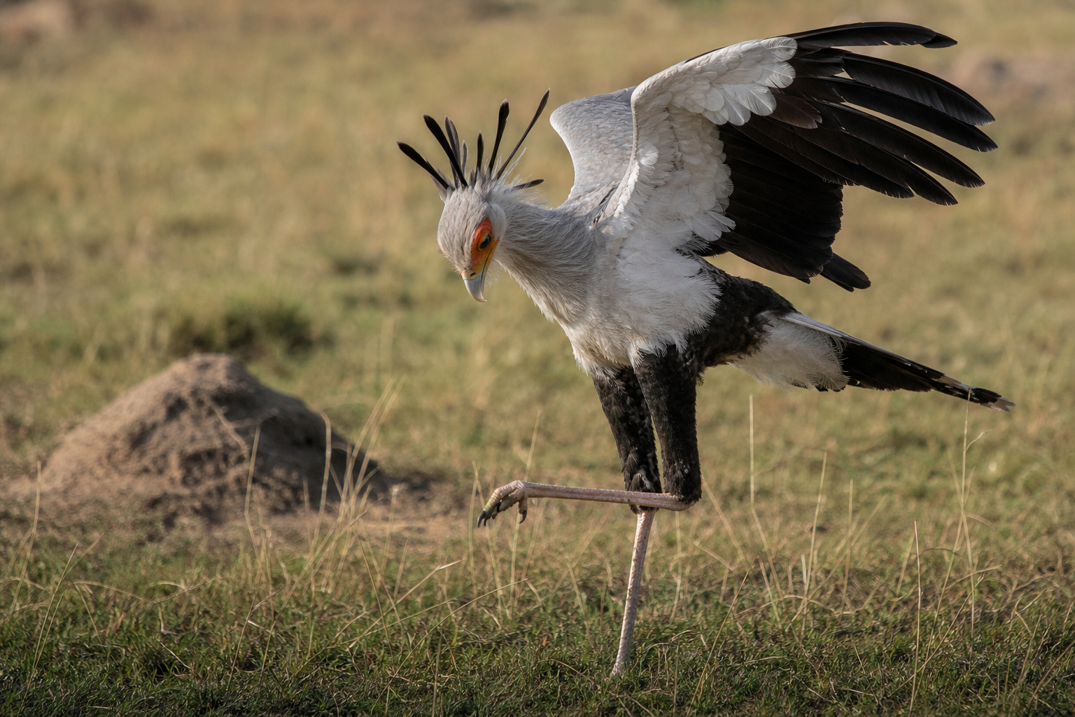 Secretary Bird - Conservation Photography