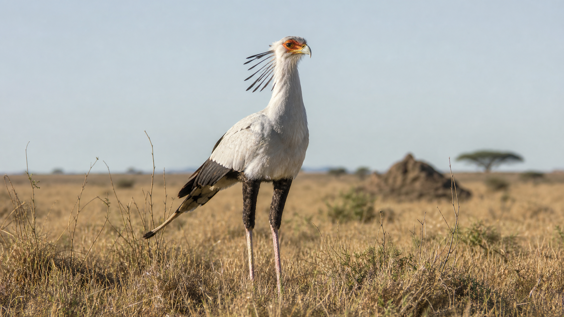 Secretary Bird - Poster still
