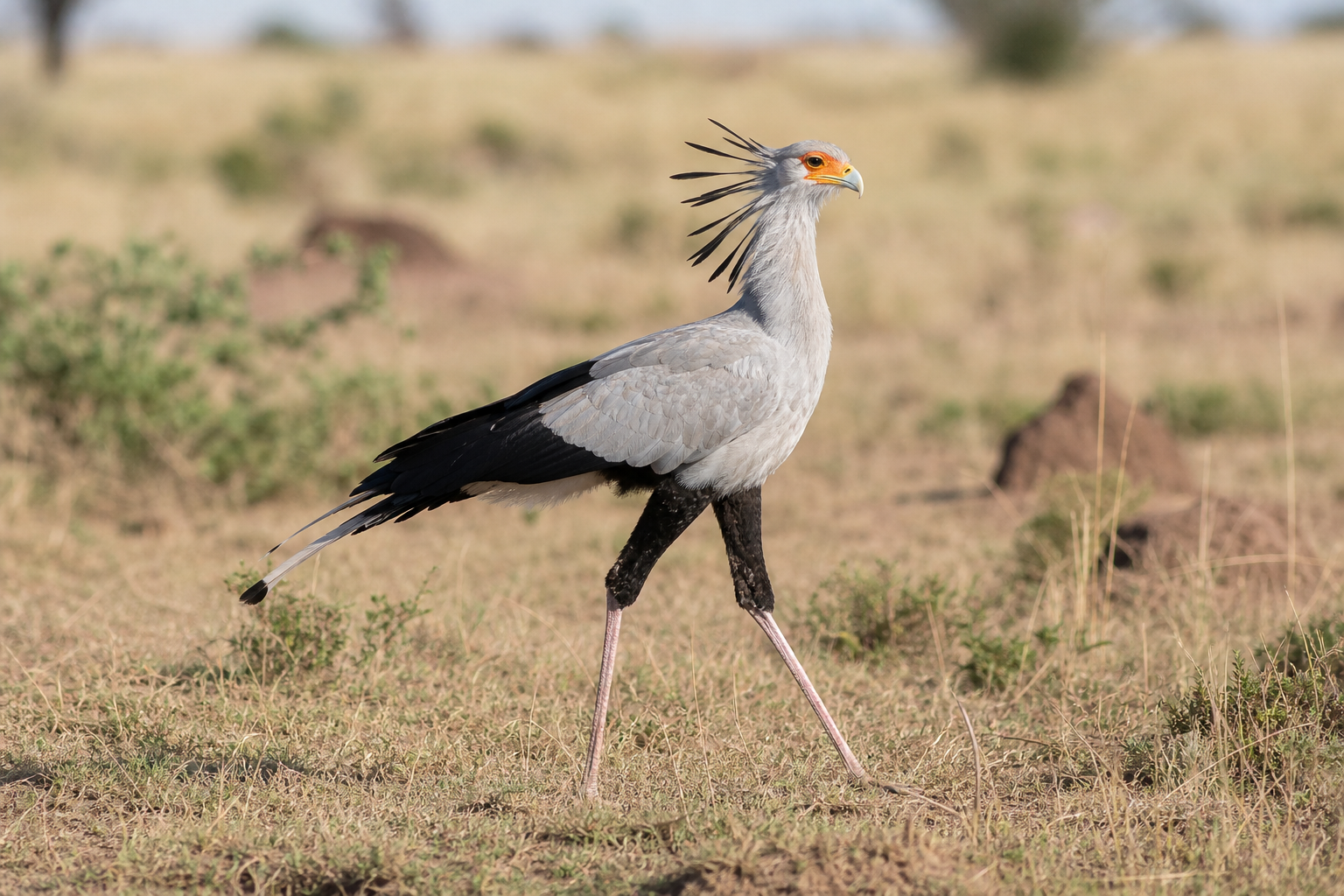 Secretary Bird