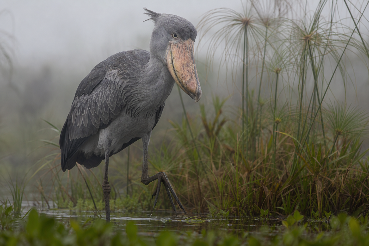 Shoebill - Conservation Photography
