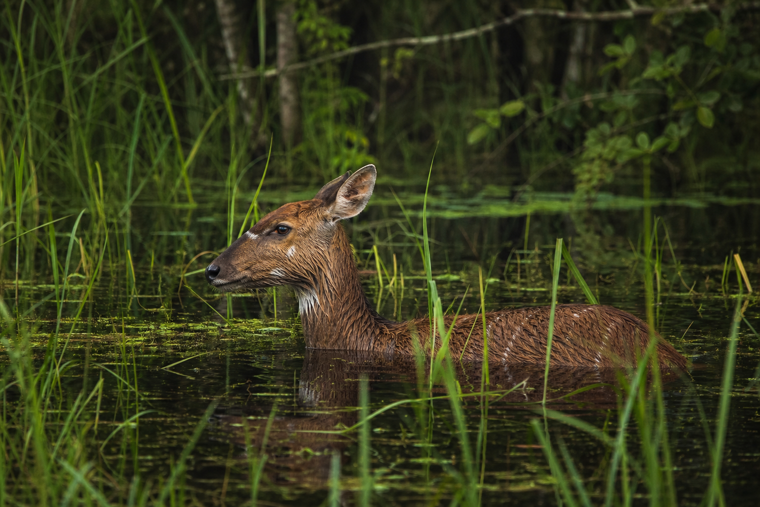 Sitatunga - Conservation Photography