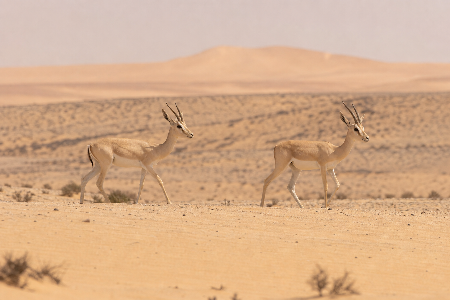 Slender-horned Gazelle - Conservation Photography