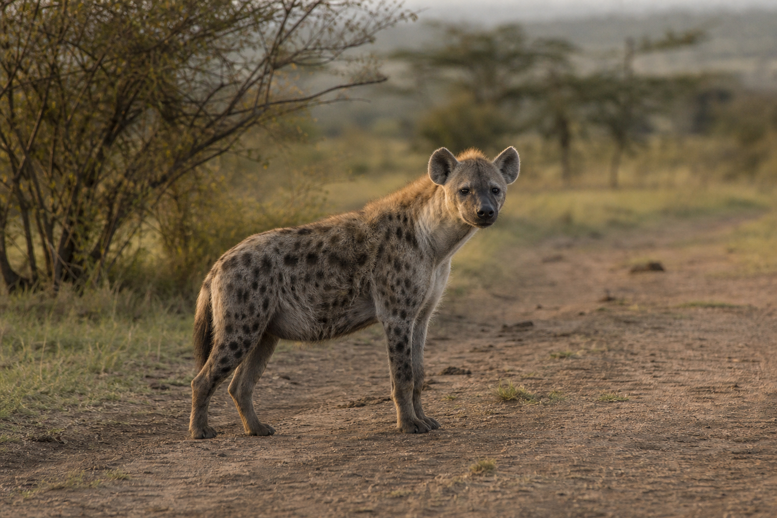 Spotted Hyena