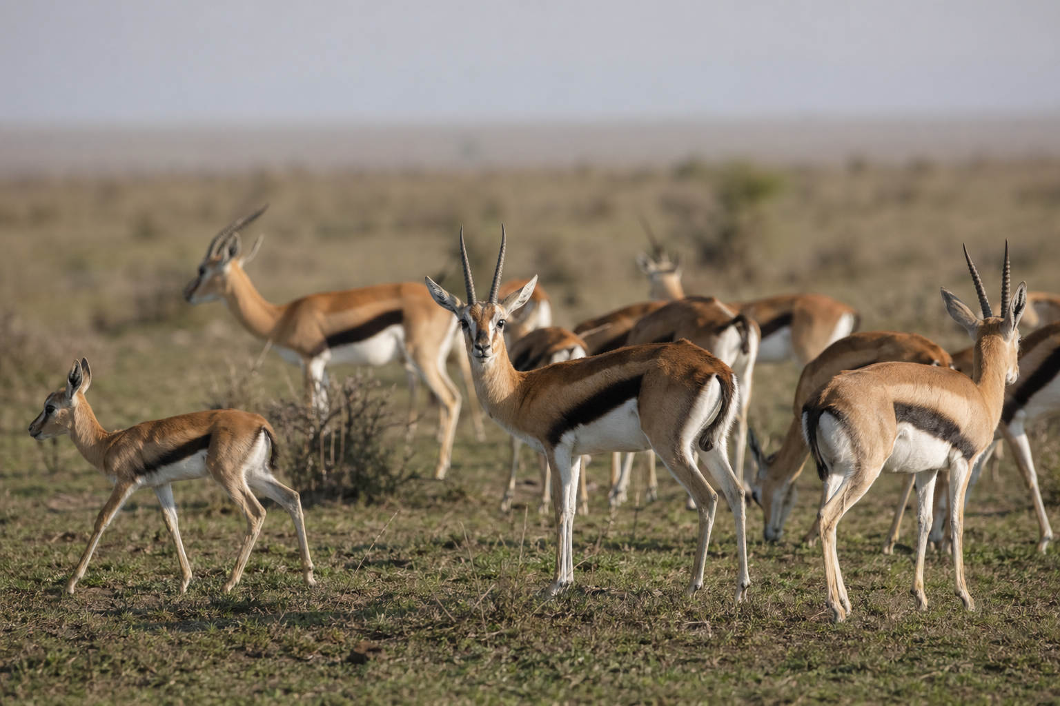 Thomson's Gazelle - Conservation Photography