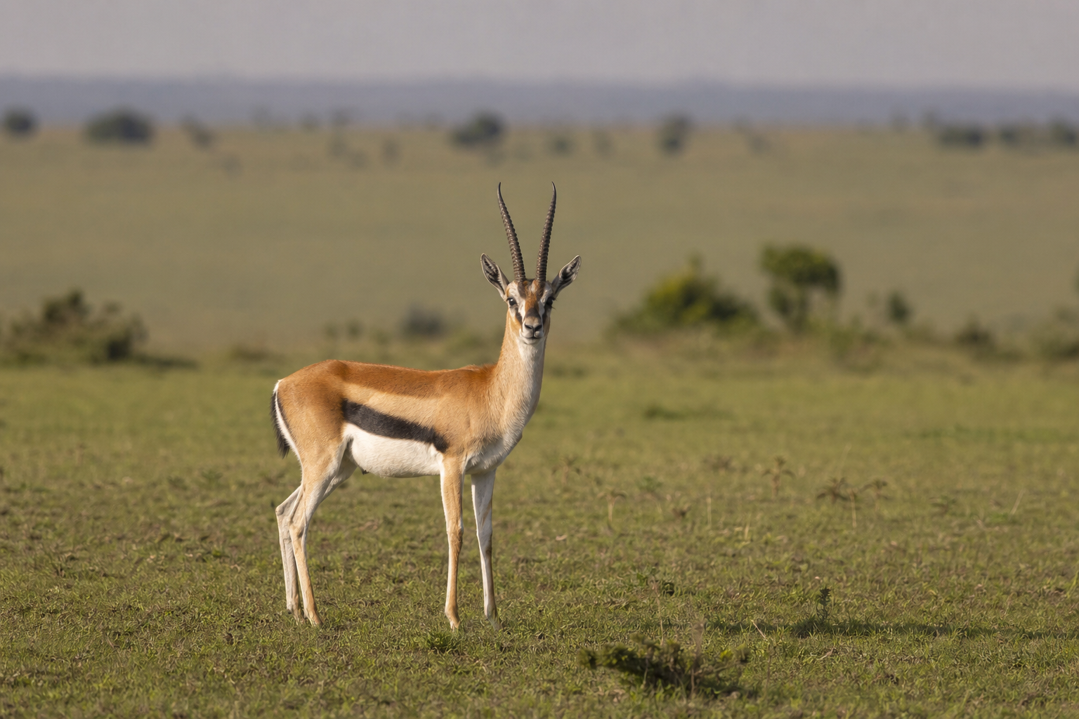 Thomson's Gazelle