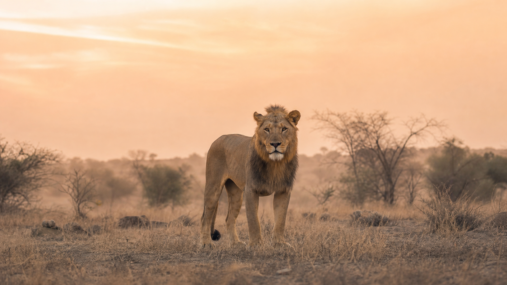 West African Lion - Poster still