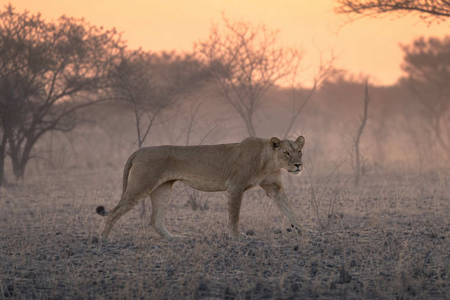 West African Lion