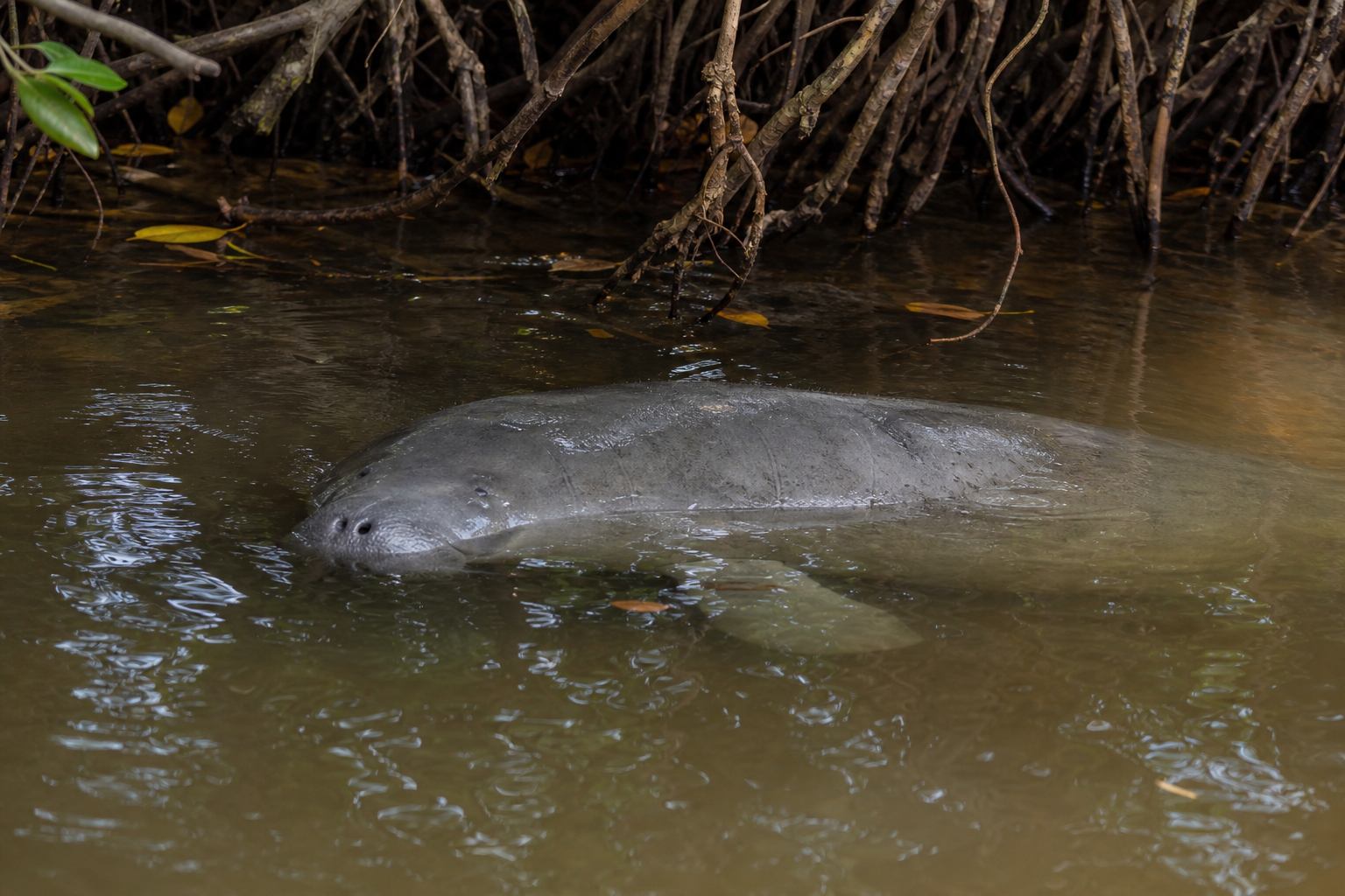 West African Manatee
