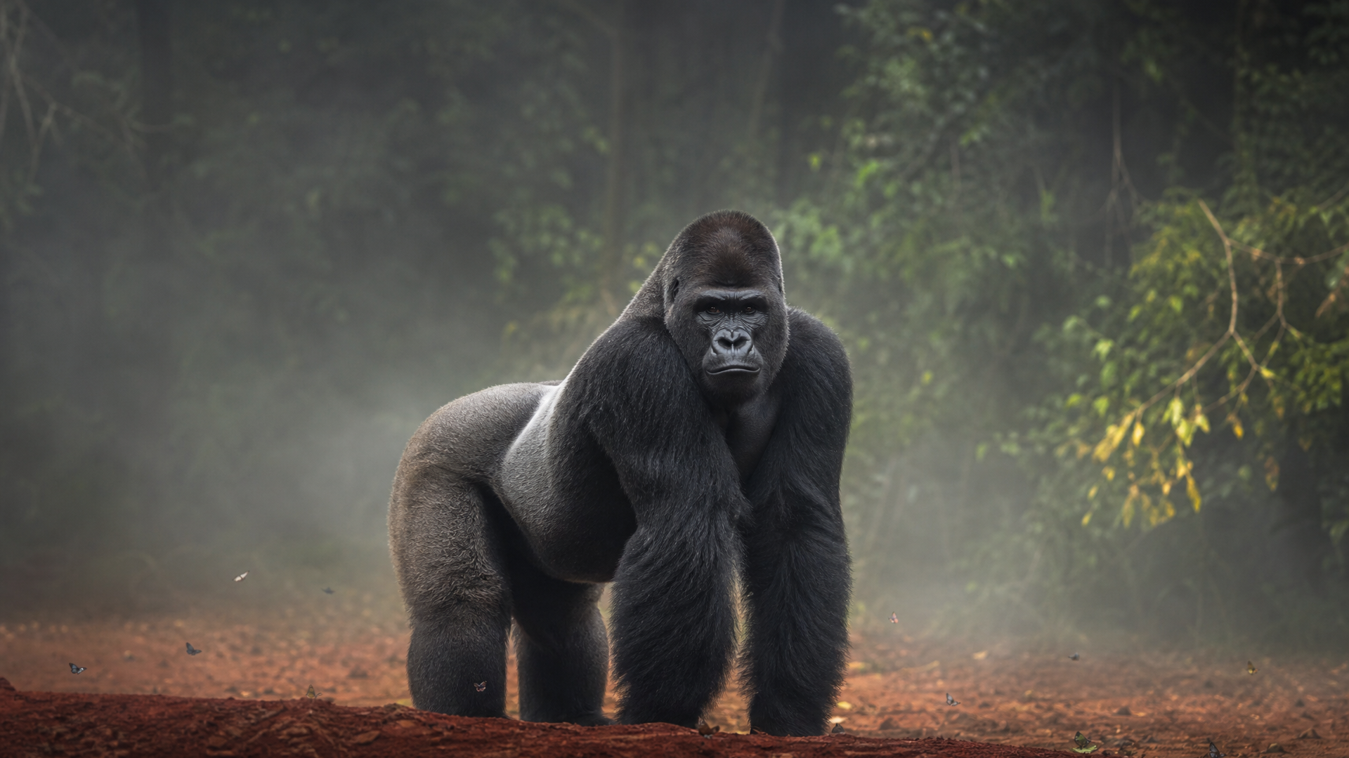 Western Lowland Gorilla - Poster still