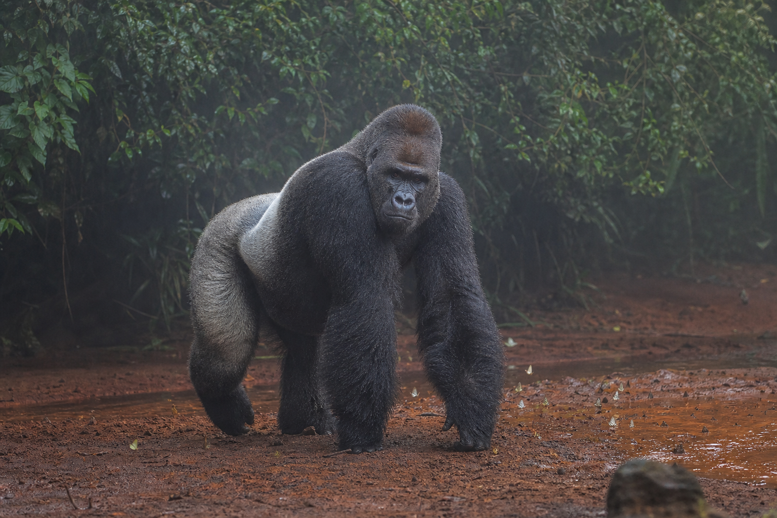 Western Lowland Gorilla