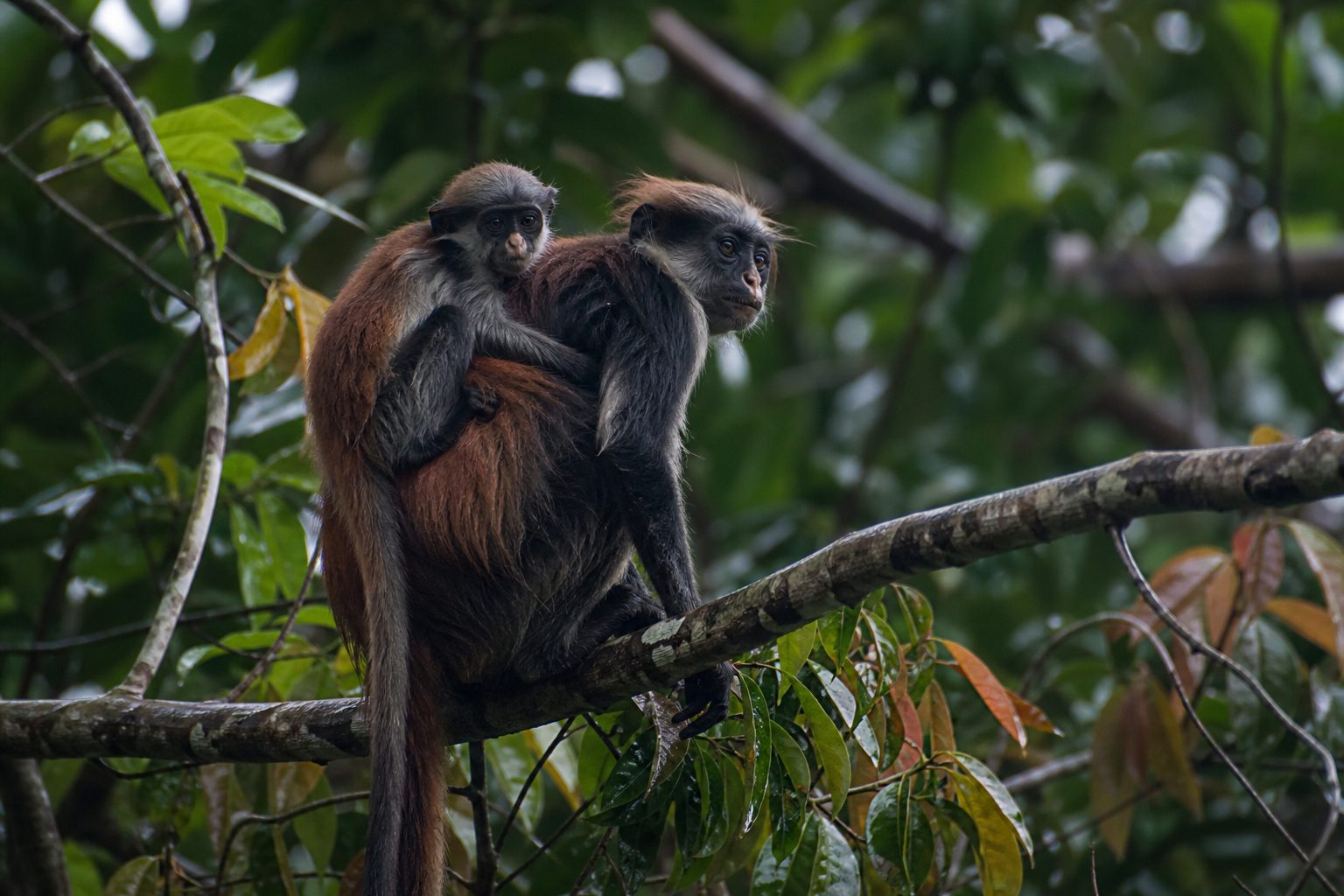 Western Red Colobus - Conservation Photography