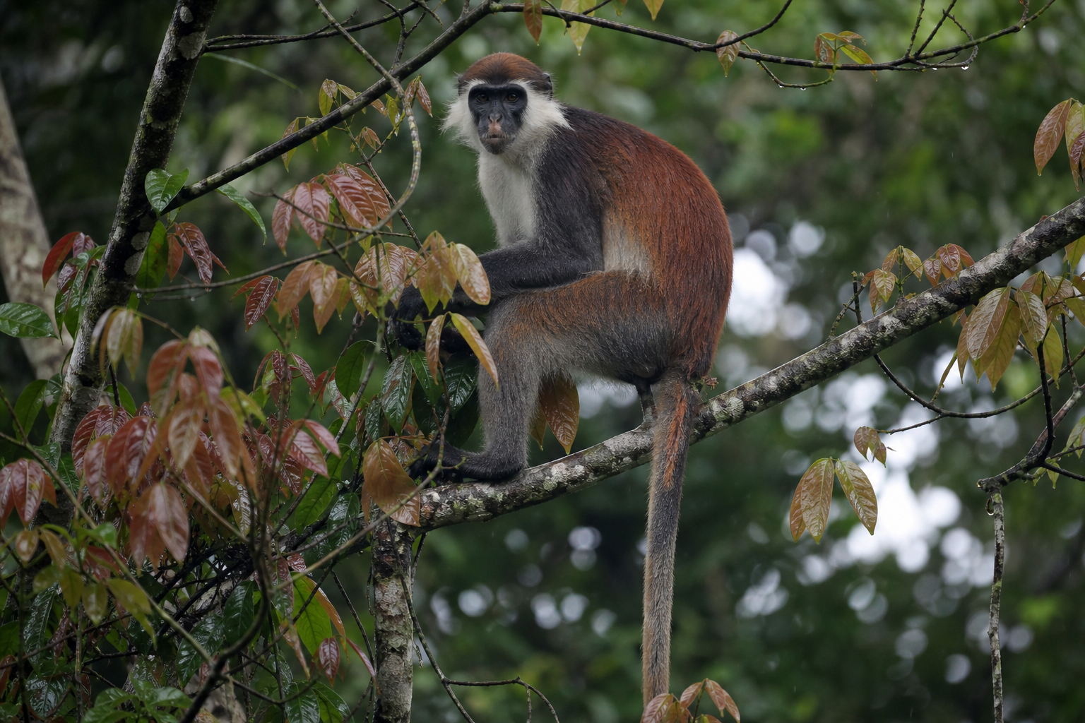 Western Red Colobus