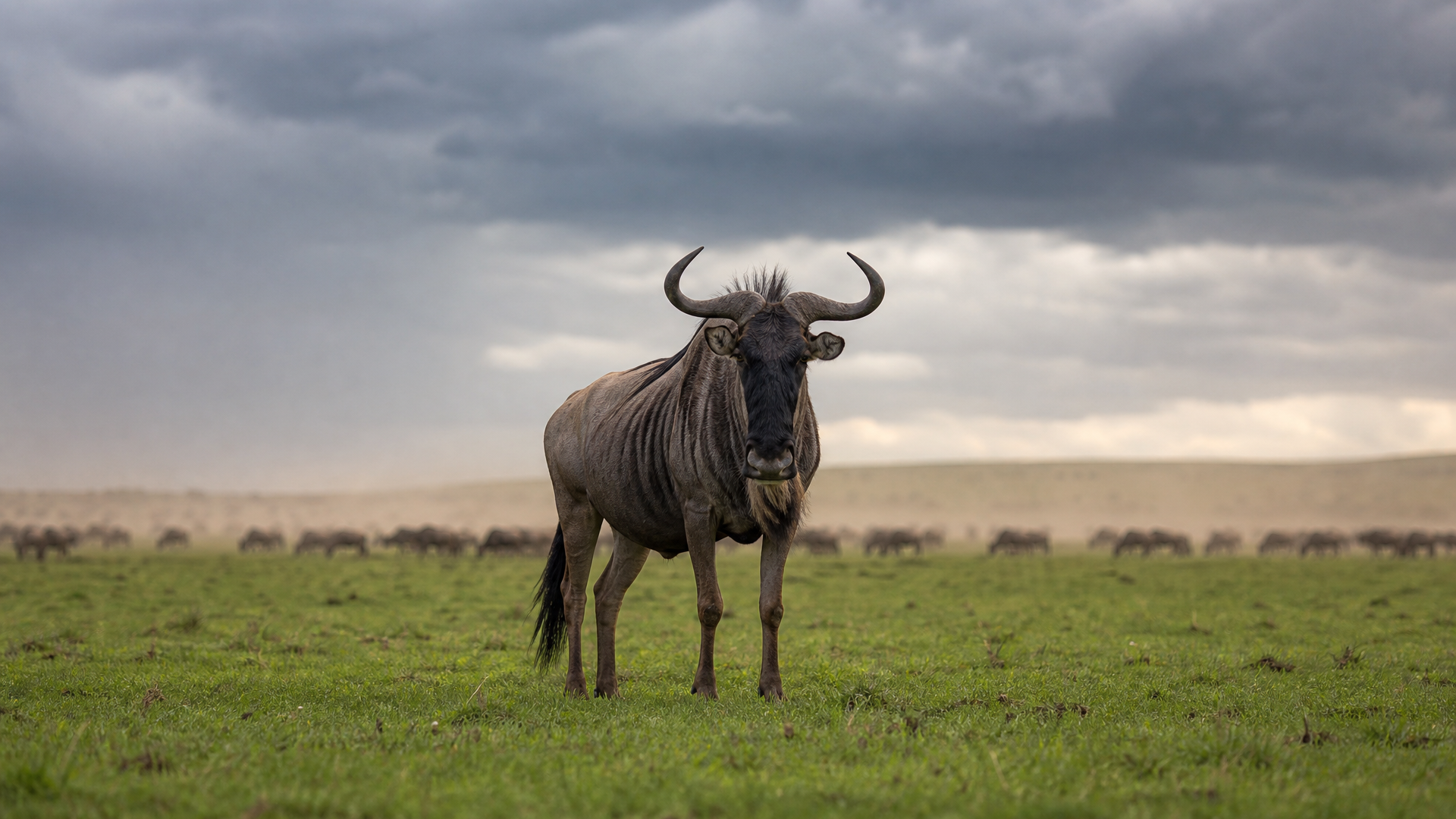 Wildebeest - Poster still